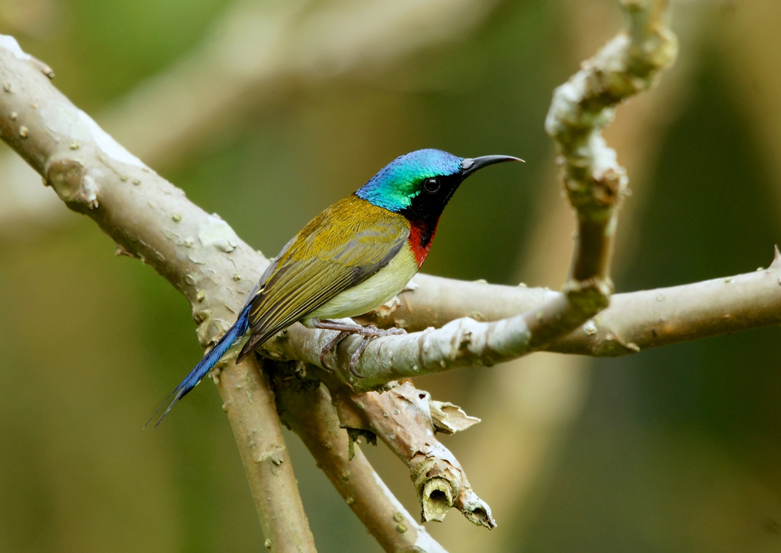 Slunečníky, Stoupající, hongkong, Asie, ptactvo, Aethopygachristinae