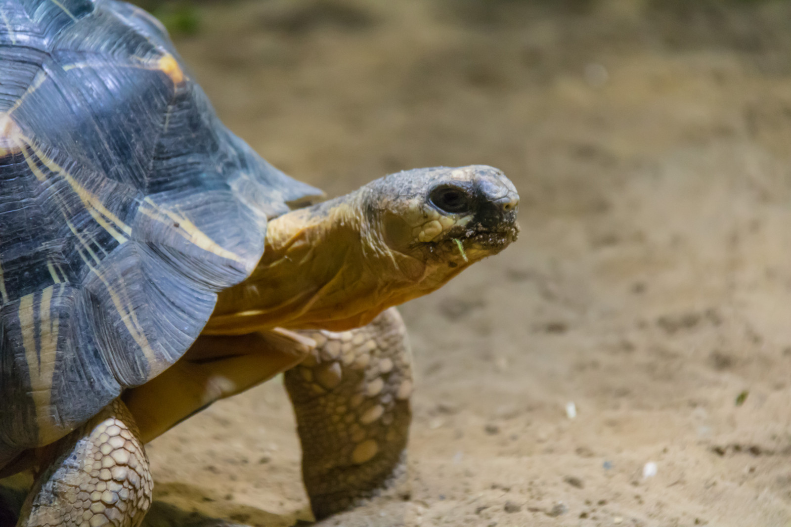 Německo, Volně žijících živočichů, zoologická zahrada, želva, akvárium, Berlín, Želva, sk ldpadda, Německo, deutschland, aquariumberlin, exif modelu canoneos760d, geocountry, Kamera aby kánon, geocity, Model fotoaparátu canoneos760d, geostate, geolocation, EXIF čočka efs18200mmf3556is, EXIF otvor 56, exif focallength 200mm, exif aby kánon, akvarium, exif isospeed 4000, berlineraquarium, plaz, fauna, obratlovců, mořská želva, Emydidae