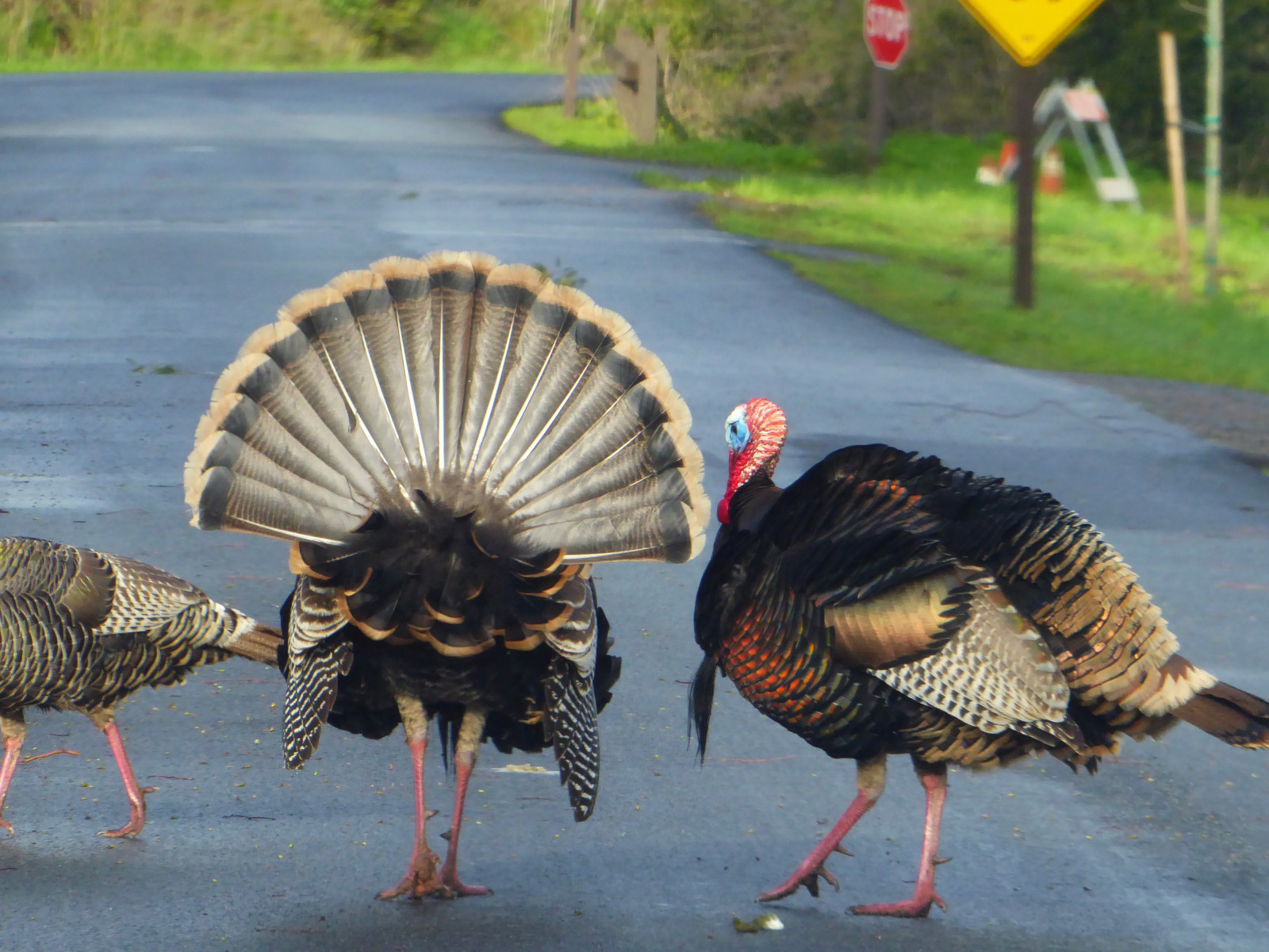 tacchino selvatico, galliformi, tacchino addomesticati, tacchino, uccello, Phasianidae, becco, natura