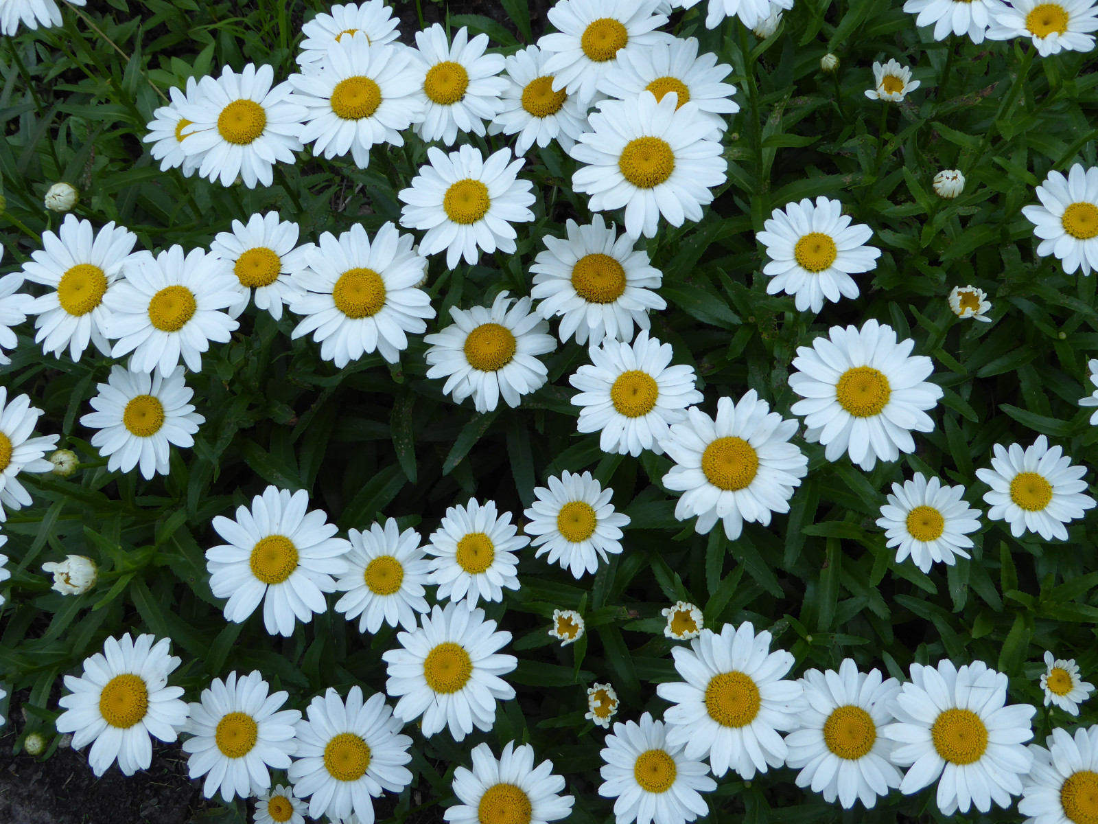 květiny, bílý, Příroda, žlutý, sedmikrásky, flóra, květy, květy, Elmhurstcollege, Elmhurstil