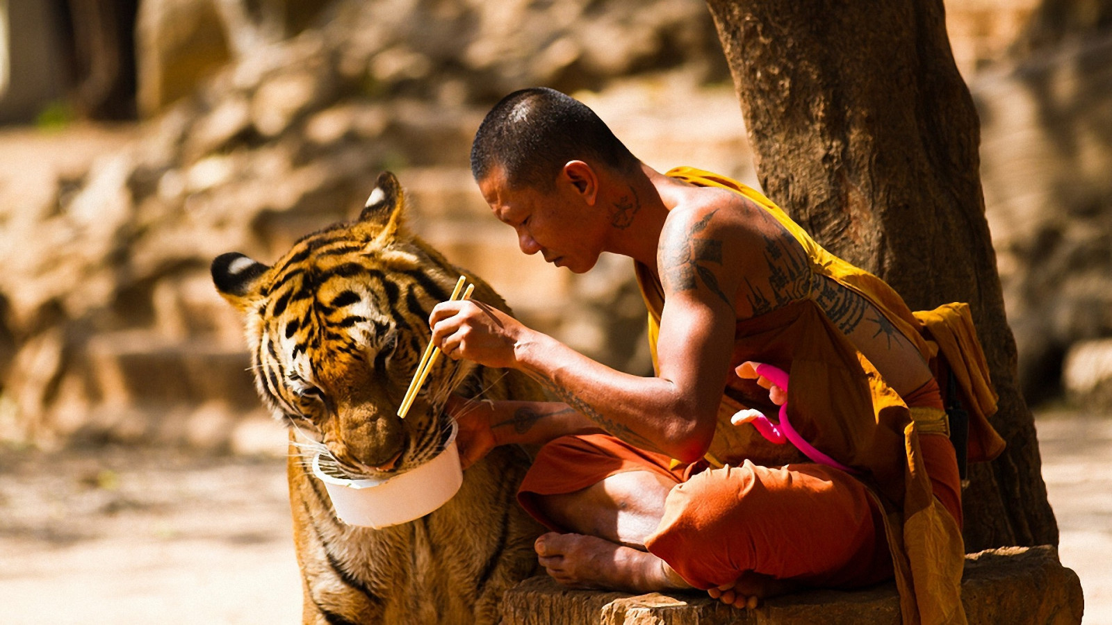 Wallpaper temple, trees, animals, sitting, tiger, tattoo, wildlife