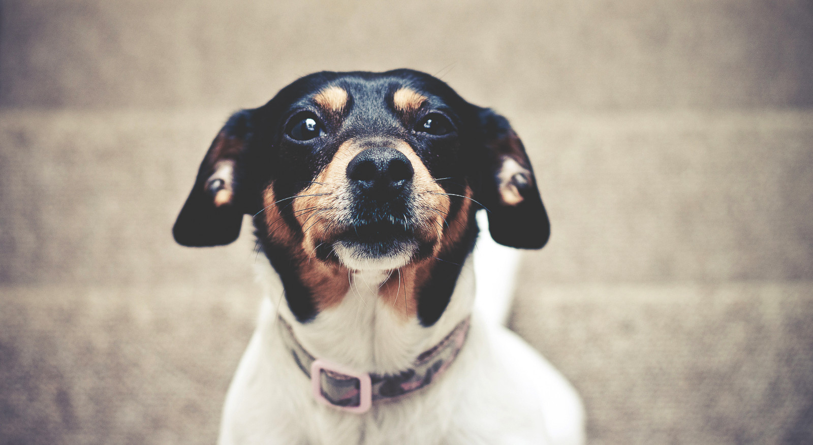 portræt, hund, dyreliv, Canon, bokeh, Blitz, 2013, februar, Sussex, Fokus, 50mm, dyr, dybdeskarphed, F18, hundehvalp, af, eos, Speedlite, 500D, øre, snude, hund som pattedyr, 430EX, hund krydsninger, hunderace, jagthund, jackrussell, lowcontrast, horsham, skelende, trædannelse rollator coonhound, prut, chilledvondub