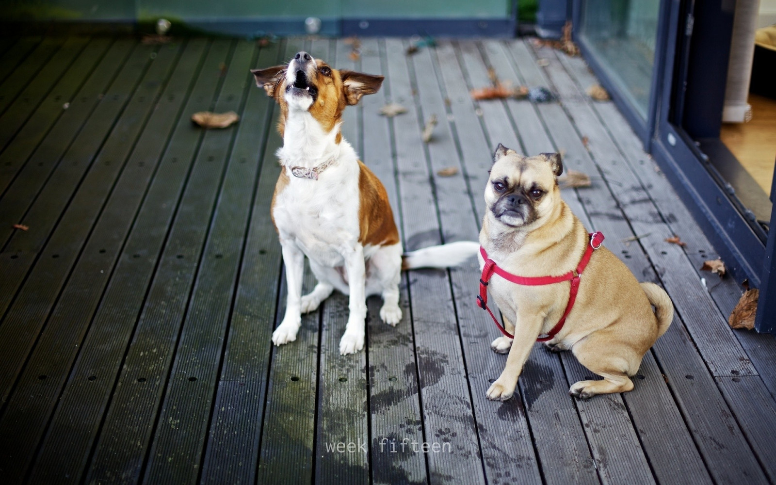 Wallpaper puppies, leash, Scream, steam, dogs, dog like mammal