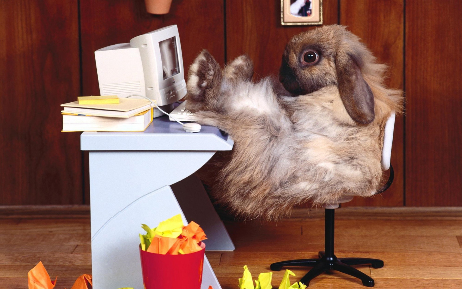 Hintergrundbilder : 1920x1200 px, Tiere, Computer, komisch, Büro ...
