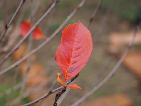 leaves,depth of field,maple leaf