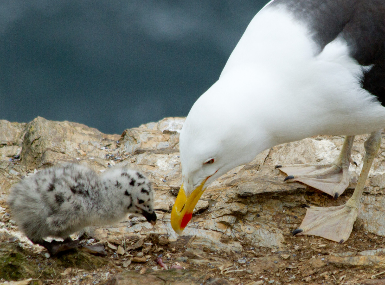 mad, natur, udendørs, England, kyst, dyreliv, baby, klipper, UK, næb, camouflage, Cornwall, fugl, rede, måltid, måge, klipper, havfugle, fauna, Det Forenede Kongerige, kylling, hvirveldyr, vand fugl, Charadriiformes, shorebird, klippeafsats, portisaac, sølvmåge, måltiderne, blackbackedgull