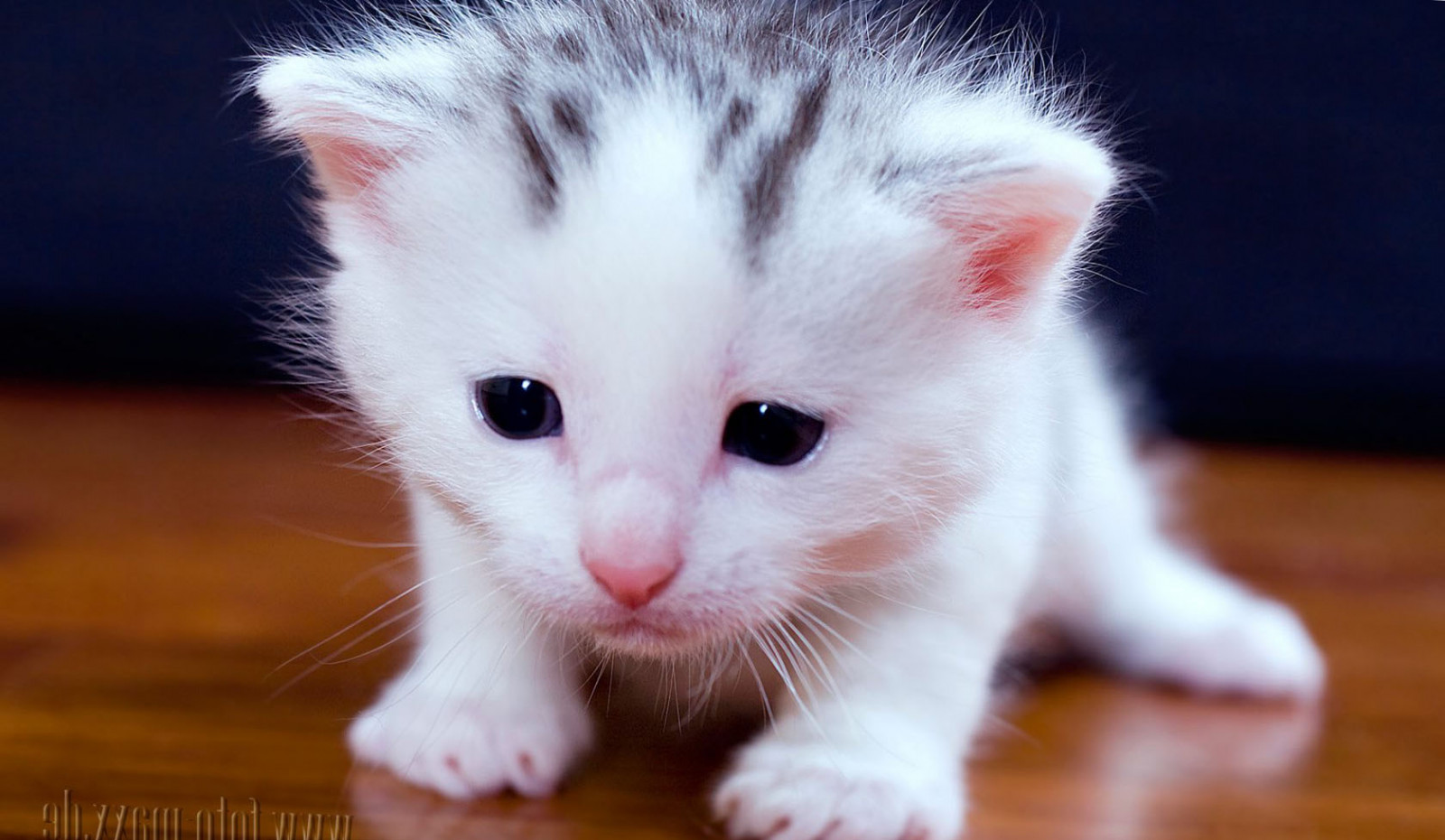 kočka, nos, koťata, kníry, oko, kočky, kotě, fauna, savec, zblízka, kočka jako savci, čenich, malé až středně velké kočky, carnivoran, domácí krátké vlasy kočka, Evropská krátkosrstá, američtí curl, kočička, turecká angora, turečtina van, 1680x977 px, Krásné obrázky na ploše, Obrazy koček, Fotografie koček, Kočky tapety, Cutties, Kočičí obrázky, na zdi, Pussycats, aegean cat, american wirehair