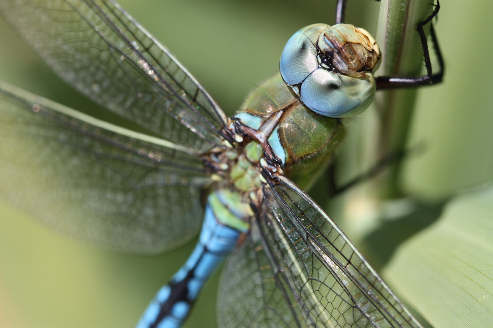 zvěř, zahrada, Příroda, milovat, detailní, makro, hmyz, Volně žijících živočichů, Kánon, akt, kubismus, UMĚNÍ, zvíře, krása, vážka, makro, motýlice, anawesomeshot, naturesfinest, abigfave, Soe, theunforgettablepictures, beautifulmonsters, impressedbeauty, aplusphoto, superbmasterpiece, golddragon, platinumphoto, diamondclassphotographer, flickrdiamond, betterthangood, blueribbonwinner, goldstaraward, colourartaward, akt, wowiekazowie, flickrsbest, ultimateshot, shieldofexcellence, supershot, flickrcolour, superaplus, excapture, ysplix, macromarvels, 100mmmacro, nahaufnahme, fiveflickrfavs, passionphotography, magicofaworldinmacro, buzznbugz, naturewatcher, irresistiblebeauty, amazingshots, wonderfulworldmix, goldenmix, zblízka, makro fotografie, závod stonek, bezobratlý, členovců, organismus, excapturemacro, dragongoldaward, vážky a damseflies, Macromix, net okřídlený hmyz, úžasná trefa, sas, coolestphotographers, Flickerelite