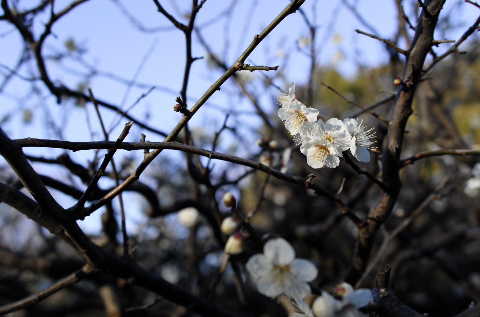 Japonsko, slunečnímu záření, jídlo, Příroda, zima, větev, ovoce, Třešňový květ, květ, jaro, Leica, Tokio, jp, strom, podzim, list, květ, rostlina, sezóna, švestka, UME, flóra, T, Ikegami, japaneseapricot, leicat, summicront235, Summicron, t235, ikagamiplumpark, větvička, vyrobit, botanika, kvetoucí rostlina, zblízka, makro fotografie, trnka obecná