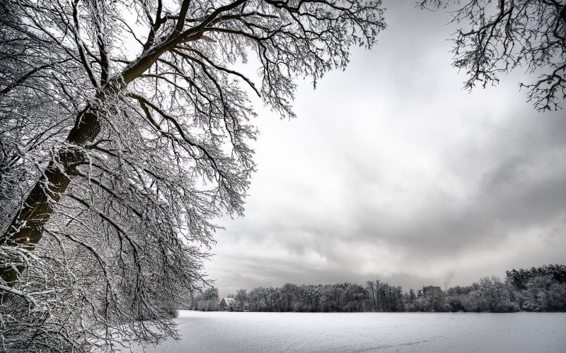 slunečnímu záření, stromy, krajina, les, bílý, černobílý slunečnímu záření, stromy, krajina, les, bílý, černobílý