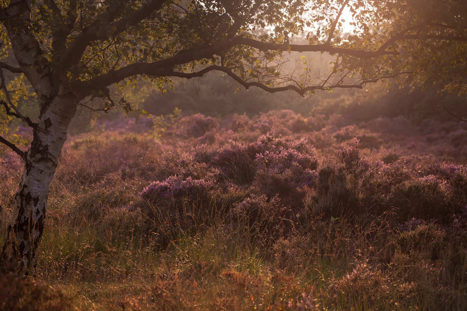 slunečnímu záření, stromy, krajina, les, západ slunce, Příroda, rostliny, větev, svítání, večer, ráno, mlha, divočina, strom, podzim, list, květ, svítání, rostlina, sezóna, zálesí, 2048x1365 px, místo výskytu, přírodní prostředí, atmosférický jev, dřevina