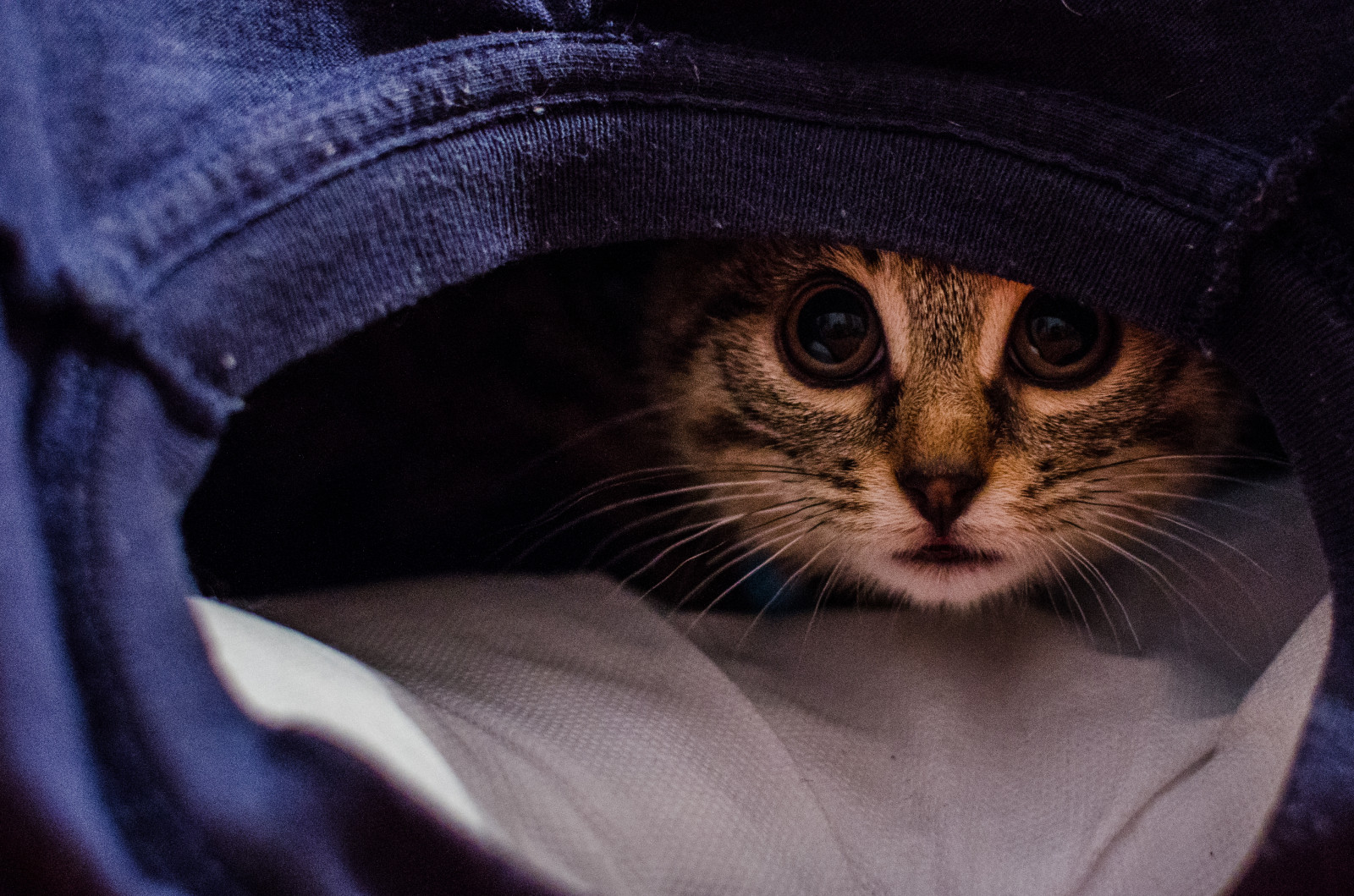 sort, kat, mad, øjne, næse, whiskers, pude, Cibo, hud, øje, killing, sulten, pattedyr, occhi, tshirt, hvirveldyr, organ, tæt på, kat lignende pattedyr, små til mellemstore katte, ingefær, Gatto, maglia, Cuscino, musetto, Baffi, affamato