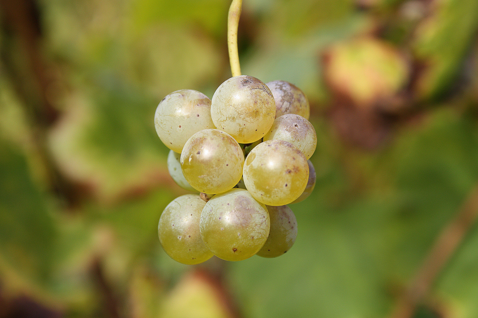 espana, Španělsko, víno, Galicia, riasbaixas, vino, Albari o, Pedralonga, Alfonsofontan, Franciscoalfonsofontan