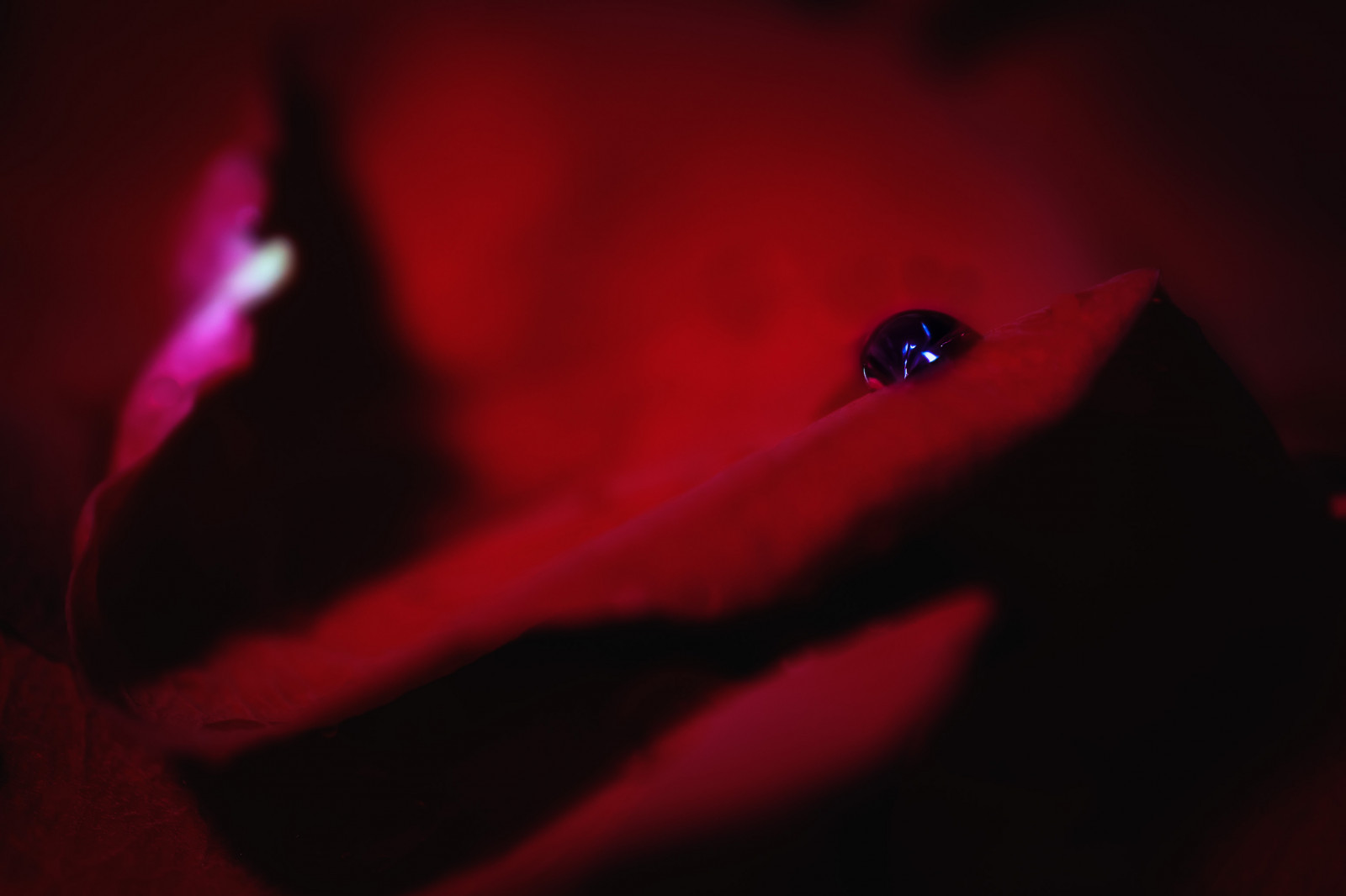 notte, rosso, rosa, Nikon, velluto, magenta, evento, leggero, NIKKOR, morbido, fiore, goccia d'acqua, digitale, oscurità, petalo, fleur, softbox, diffusore, sfondo del computer, avvicinamento, fotografia macro, d3300, lampeggiatore