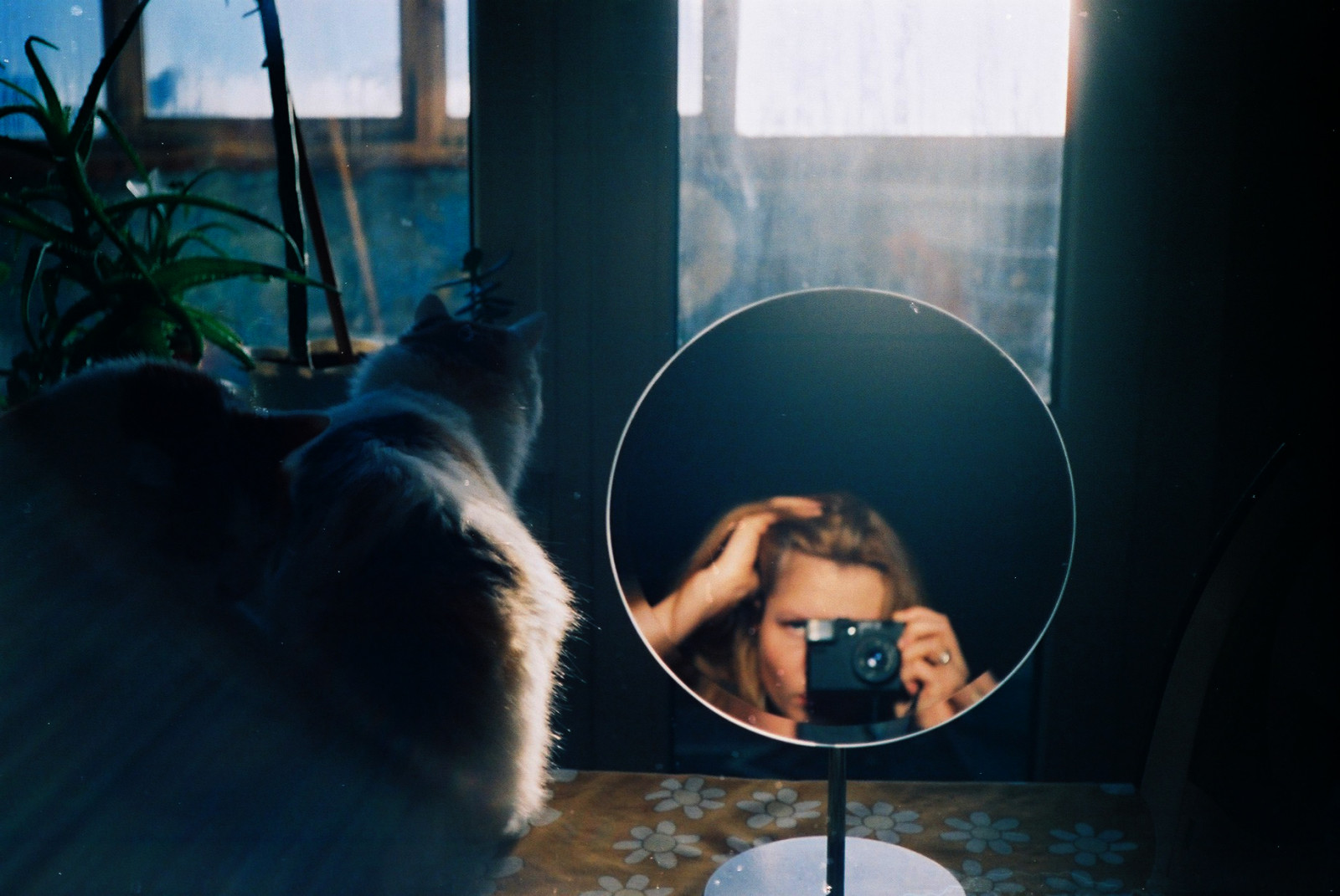 savec, obratlovců, momentka, fotografování, slunečnímu záření, dívka, okno, tma, voda