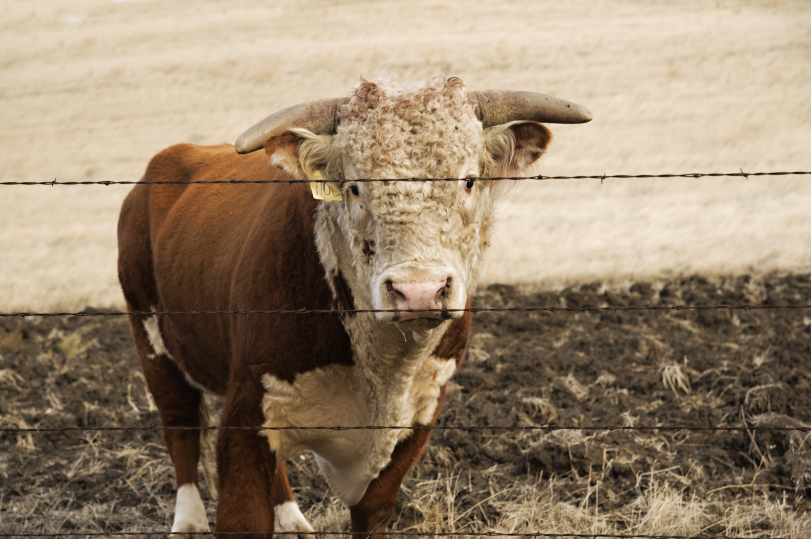 แตร, ฟาร์ม, รั้ว, หญ้าแห้ง, วัว, วันศุกร์, สัตว์, ปศุสัตว์, hff, น่อง, แตร, จมูก, วัวเหมือนสัตว์เลี้ยงลูกด้วยนม, วัว, วัวแพะครอบครัว, michaelbrookingphotography, barbwire