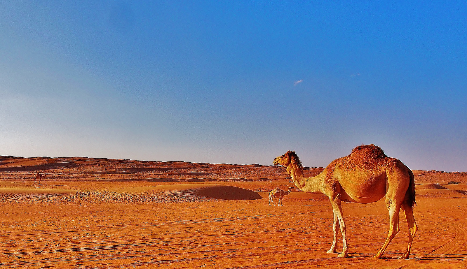 landskab, sand, himmel, ørken, ferie, klit, Sahara, Olympus, steppe, Oman, vild, kamel, kamel, piste, OMD, EM5, almindeligt, Minimalismus, urlaub, økosystem, wadi, Lipariske landskabsform, erg, kamel lignende pattedyr, arabian kamel, Weihnachten, økoregion, wlangemeyer, w ste, Wahiba, W stercamp, wahibasands, W stenpiste, dromeda