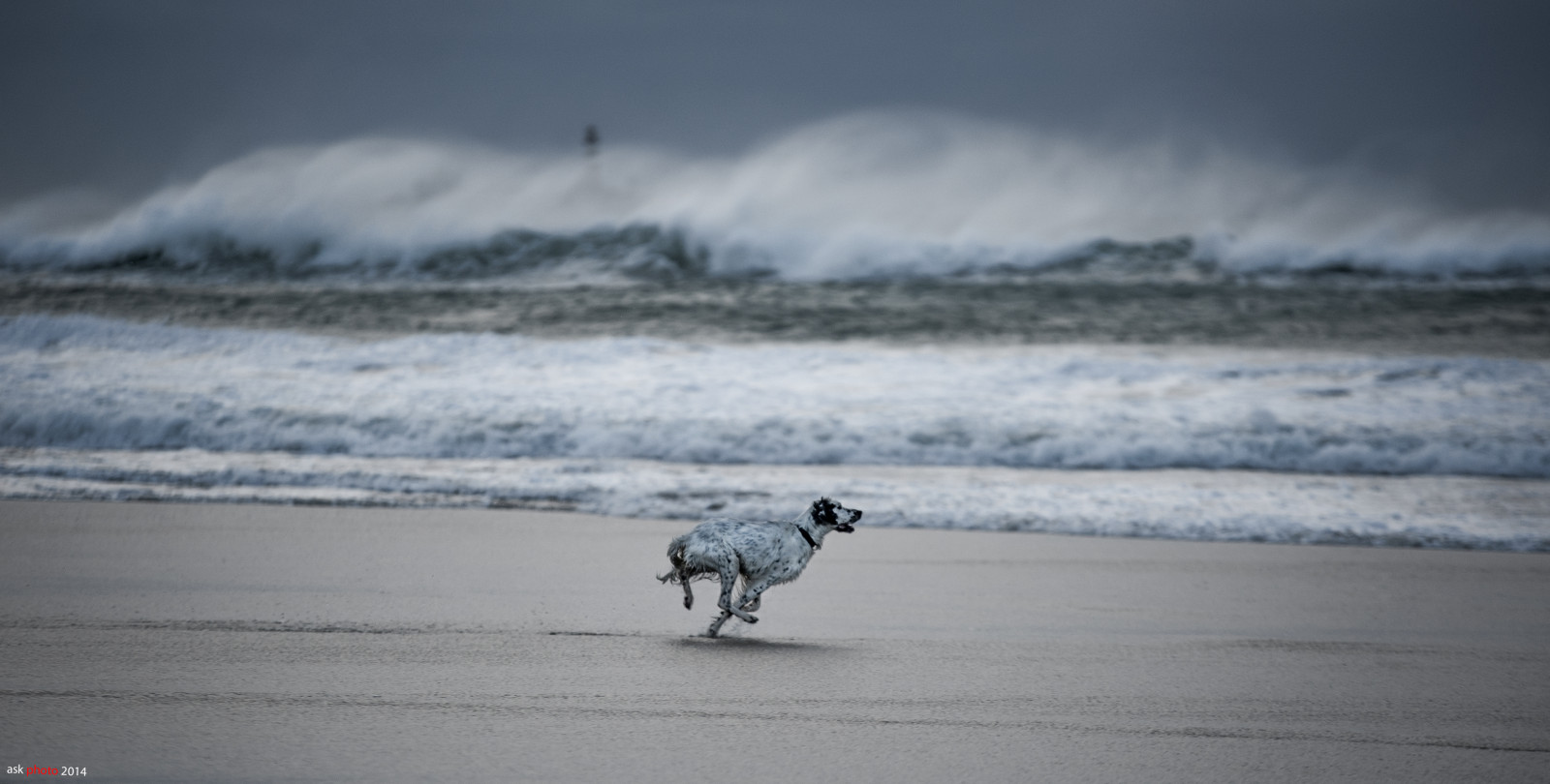 moře, voda, pobřeží, písek, nebe, pláž, bouřka, Norsko, vlny, pobřeží, Pes, větrný, Sola, leden, 2014, mrak, oceán, vlna, slapy, mořský pták, Rogaland, mořská vlna, bentingeask, askphoto, hellest, Feistein, coastal and oceanic landforms