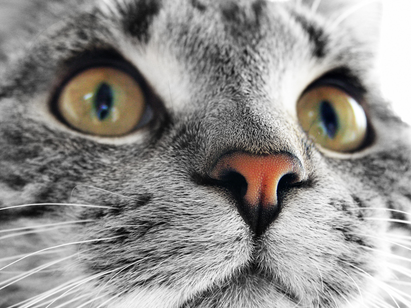 gatto, monocromo, fotografia, naso, barba, occhio, mammifero, bianco e nero, vertebrato, avvicinamento, gatto come mammifero, grugno, di piccole e medie dimensioni gatti, tabby cat, gatto a pelo corto domestico, shorthair europeo, American Shorthair