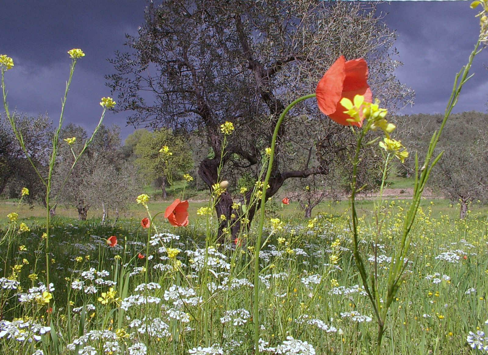 Spring Primavera Wallpaper : landscape, sky, field, spring, tree, flower, grassland ...