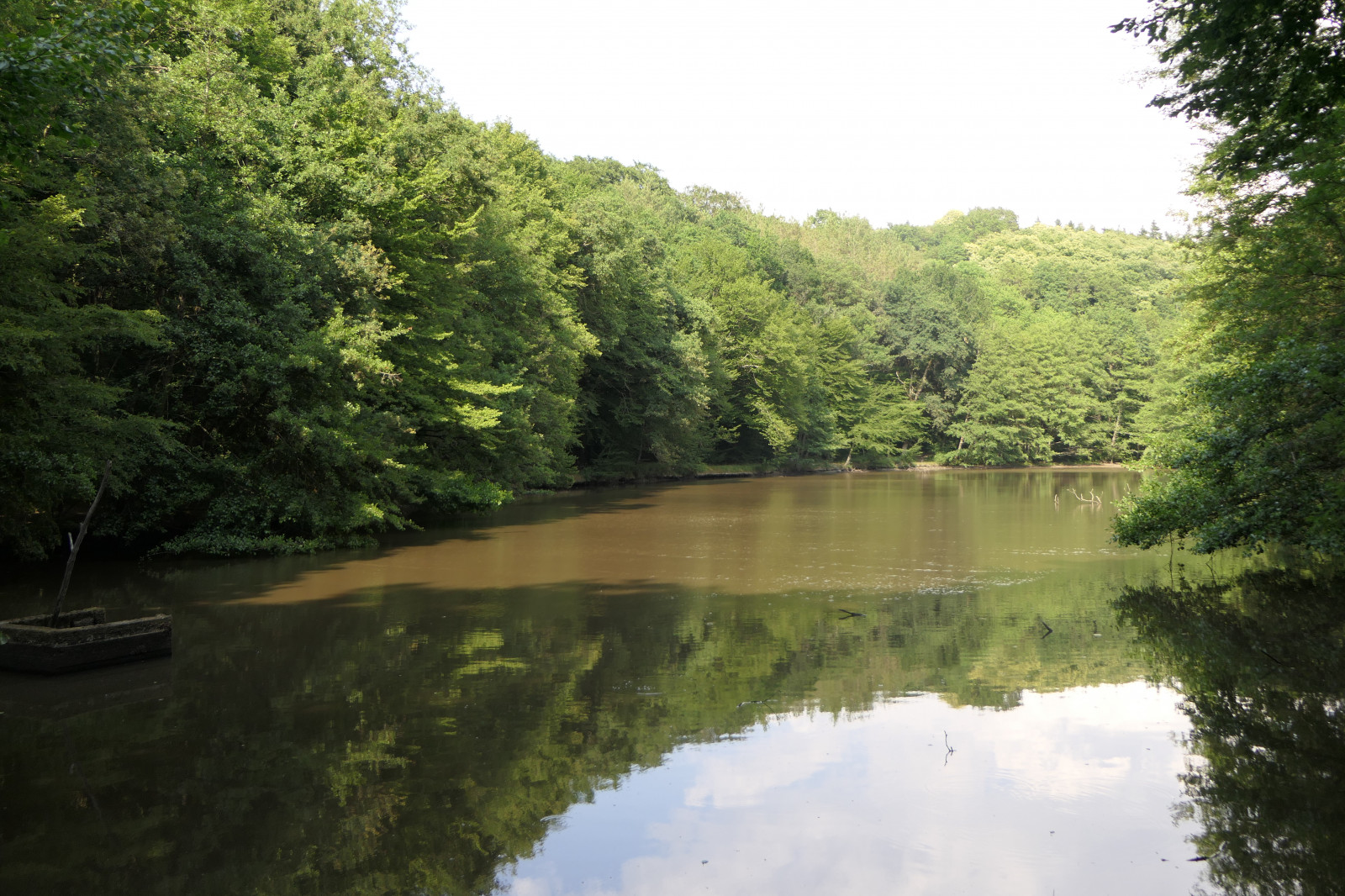 ต้นไม้, ไม้, บ่อน้ำ, ทะเลสาบ