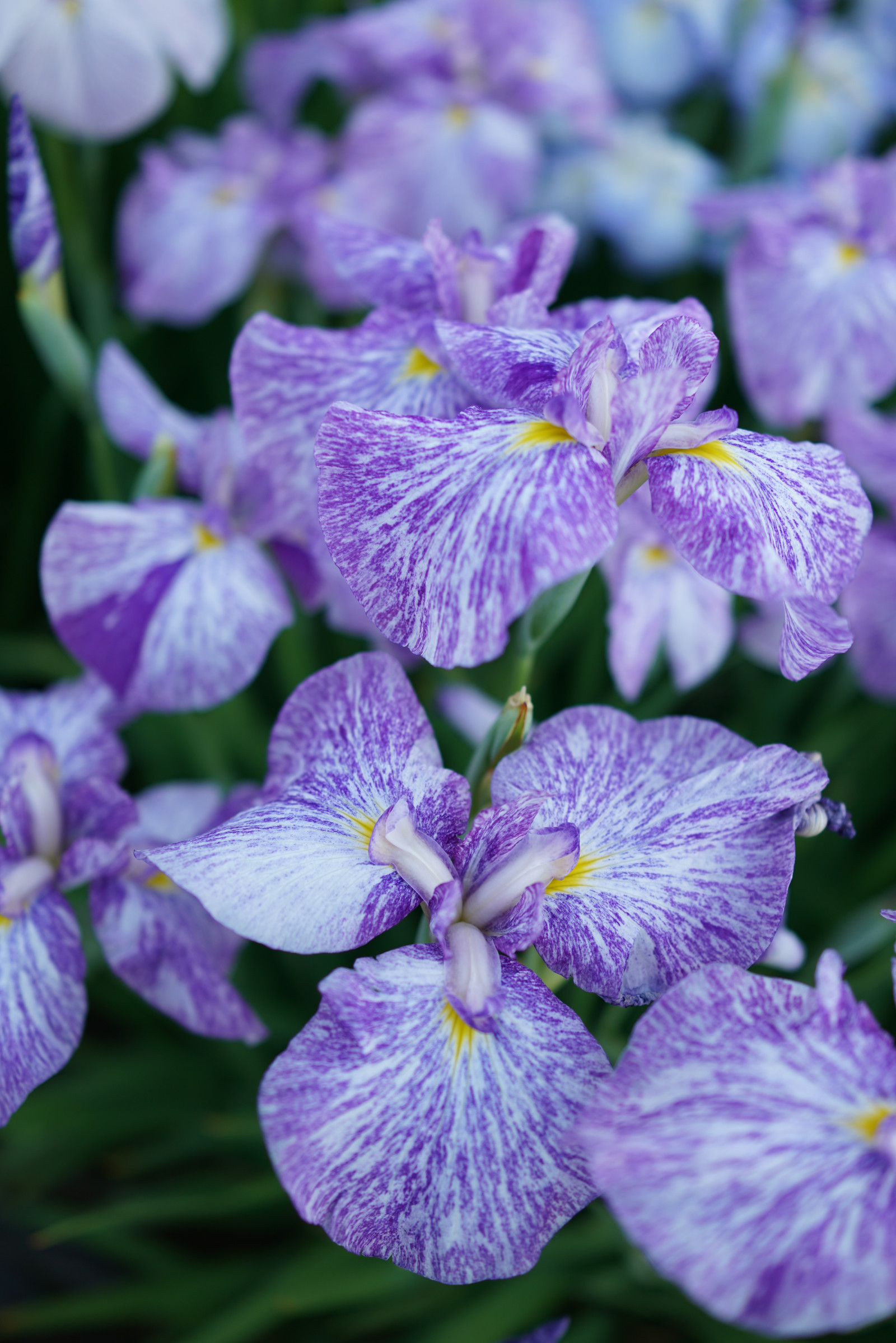 Japonsko, nachový, Sony, Tokio, RX1R, Duhovka, jp, květ, rostlina, oko, flóra, CC, Zeiss, okvětní lístek, horikiri, rx, rx1, rx1rm2, rx1rmark2, CreativeCommons, viola, divoká rostlina, botanika, suchozemská rostlina, kvetoucí rostlina, makro fotografie, fialová rodina