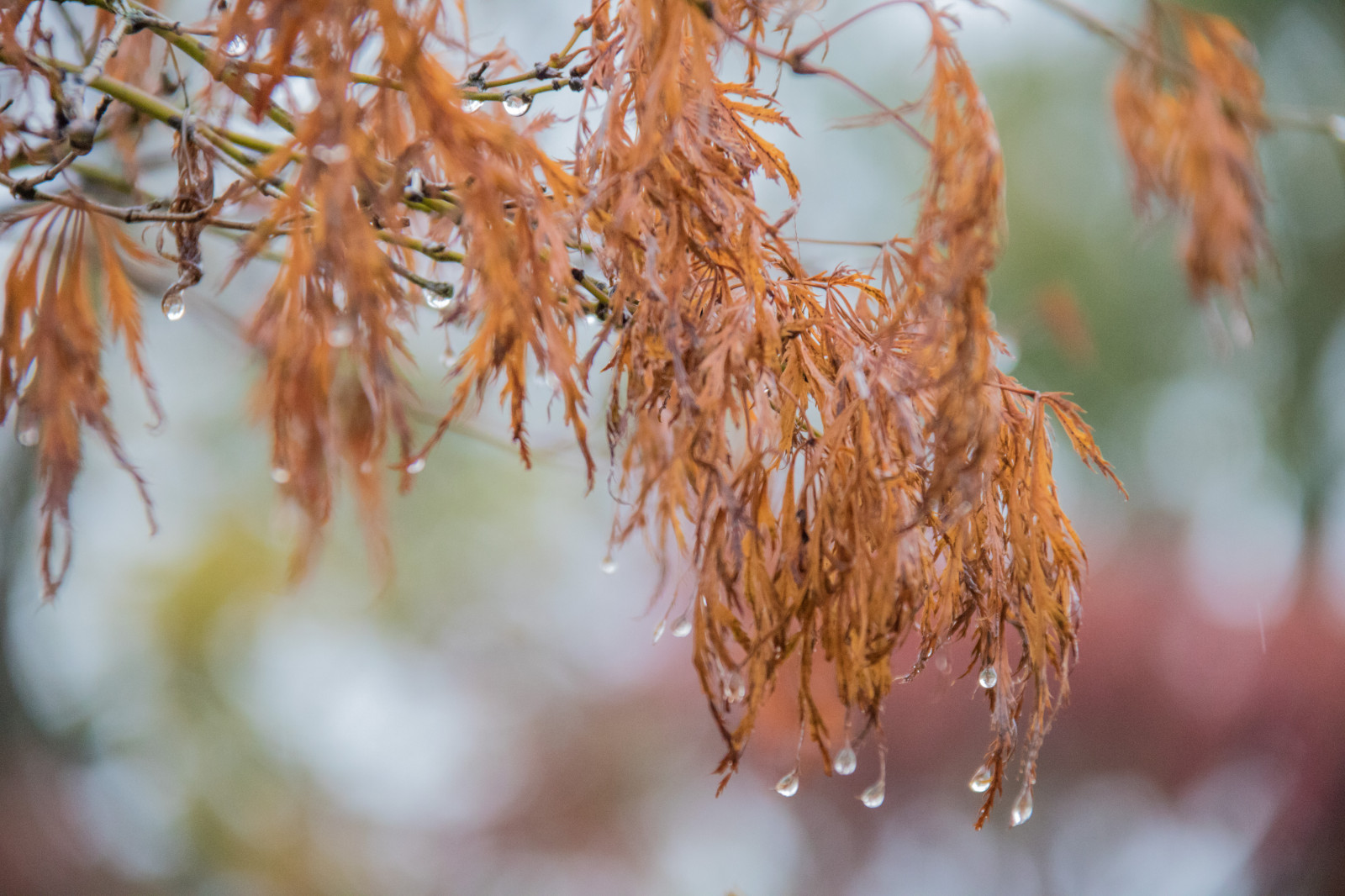 slunečnímu záření, voda, Příroda, déšť, větev, mráz, jaro, strom, podzim, list, květ, rostlina, sezóna, flóra, h st, l v, regn, exif modelu canoneos760d, geocountry, Kamera aby kánon, geocity, Model fotoaparátu canoneos760d, geostate, geolocation, EXIF čočka efs18200mmf3556is, EXIF otvor 56, exif focallength 200mm, exif aby kánon, exif isospeed 2500, Vellinge, kapky vody, regndroppar, vattendroppar, větvička, botanika, dřevina, zblízka, makro fotografie, závod stonek, javor