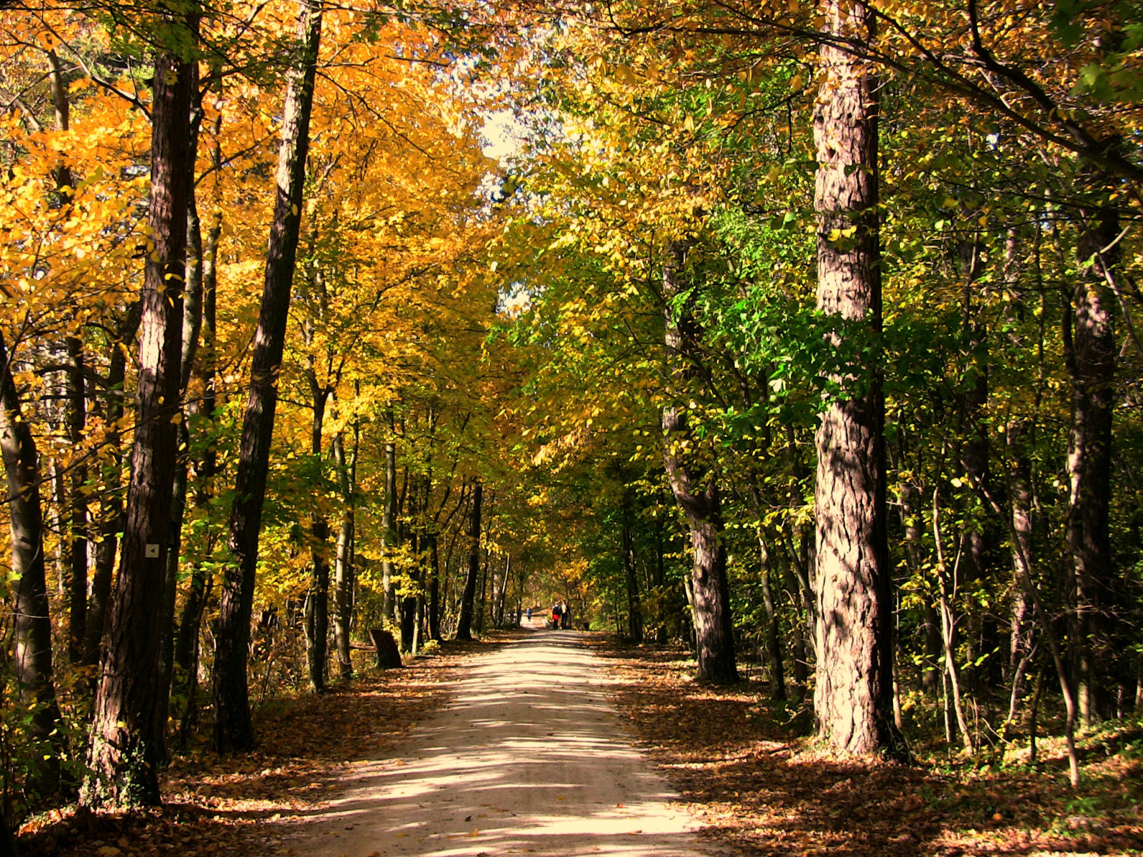 slunečnímu záření, stromy, krajina, les, Příroda, tráva, nebe, větev, džungle, cesta, přírodní rezervace, strom, podzim, list, Landschaft, rostlina, paisaje, natur, stezka, listy, flickraward, 100commentgroup, Herbst, baum, 1001nights, 1001nightsmagiccity, esenciadelanaturaleza, fantasticnature, b UME, roba66, naturalezza, zálesí, bl tter, allee, háj, worldtrekker, ekosystém, mírné jehličnatý les, biome, prales, smíšený les, opadavý, národní park, spruce fir forest, northern hardwood forest concept, tropical and subtropical coniferous forests
