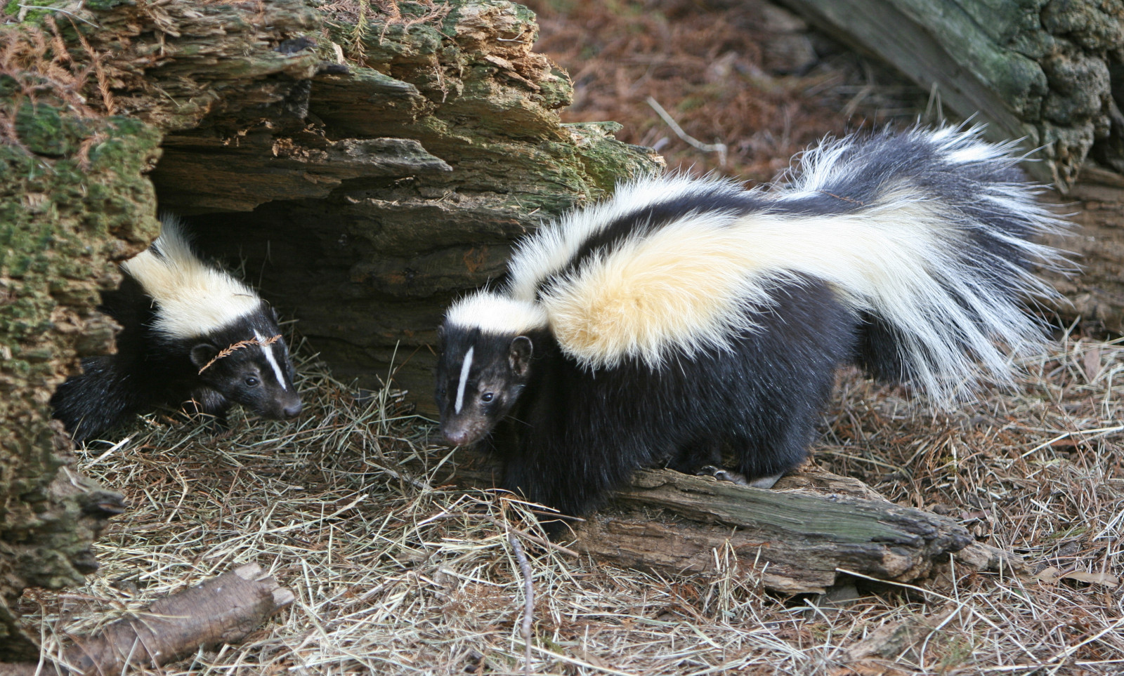 Skunks Rear Wallpaper : skunks, tail, grass, hole 3729x2246 - CoolWallpapers ...