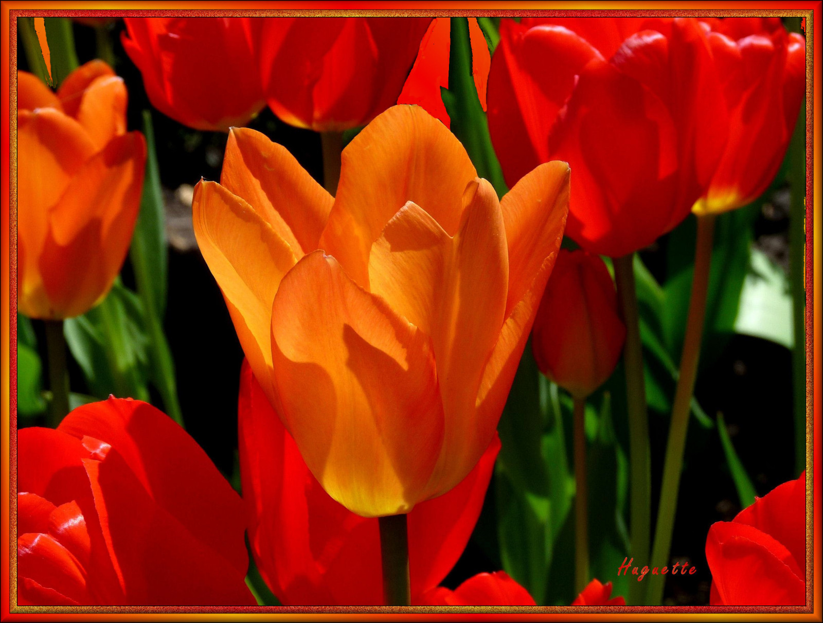 květiny, Červené, oranžový, šťastný, jaro, květ, rostlina, tulipán, okvětní lístek, den matek, květiny, divoká rostlina, printemps, počítač tapeta, kvetoucí rostlina, zblízka, závod stonek, lilie rodina, tulipes, Voeux, f tedesm res, speciální den, seed plant