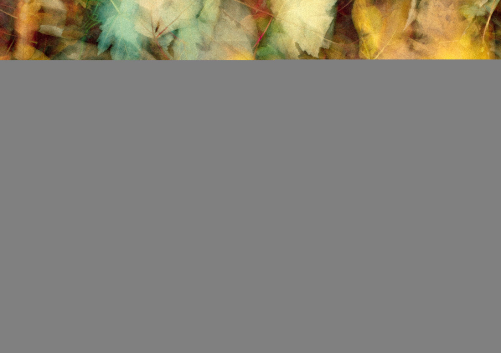 le foglie, testo, colore, autunno, immagine dello schermo, sentiero, ICM, intentionalcameramovement, schiebroeksepark, blaadjes, herfstkleuren, voetpad