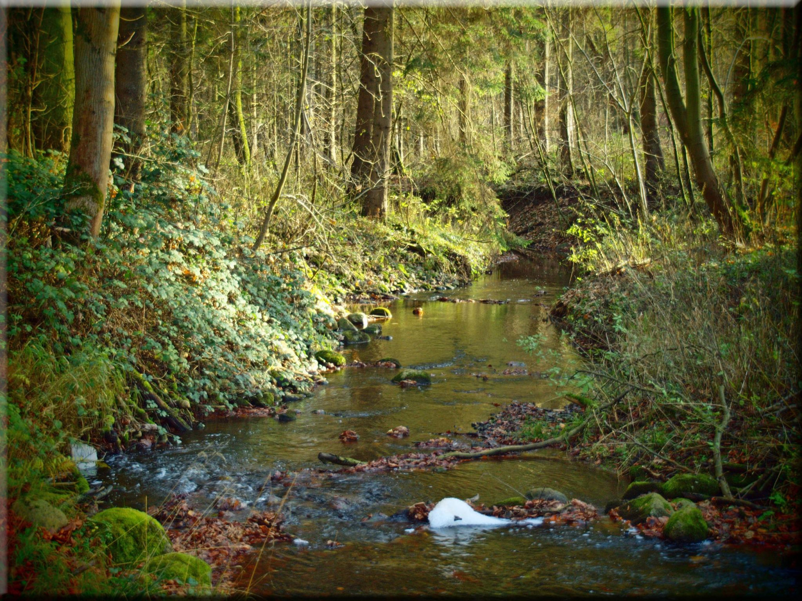 krajina, les, podzim, voda, Příroda, odraz, řeka, Volně žijících živočichů, divočina, rybník, džungle, proud, banka, bažina, deštný prales, přírodní rezervace, Olympus, mokřadní, strom, list, vodní tok, vegetace, iM, zátoka, Wald, Herbst, b UME, bayou, zálesí, ekosystém, mírné jehličnatý les, biome, tělo z vody, prales, smíšený les, opadavý, vodní prvek, bažina, E620, lužní les, národní park, lužní, koryto, arroyo, vodní zdroje, přítok, Treelachsau, spruce fir forest, northern hardwood forest concept, tropical and subtropical coniferous forests, riparian zone, valdivian temperate rain forest, fluvial landforms of streams