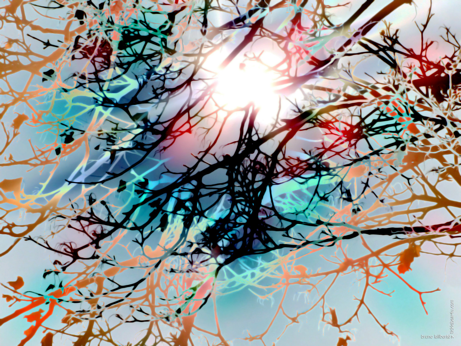 slunečnímu záření, stromy, podzim, Photoshop, Příroda, nebe, dřevo, větev, Slunný, jaro, Montreal, 2013, Fujifilm, UMĚNÍ, barva, strom, podzim, list, květ, rostlina, sezóna, čára, awardtree, shockofthenew, vividimagination, artdigital, brunolalibert, větvička, netartll, dřevina, moderní umění, crazygeniuses