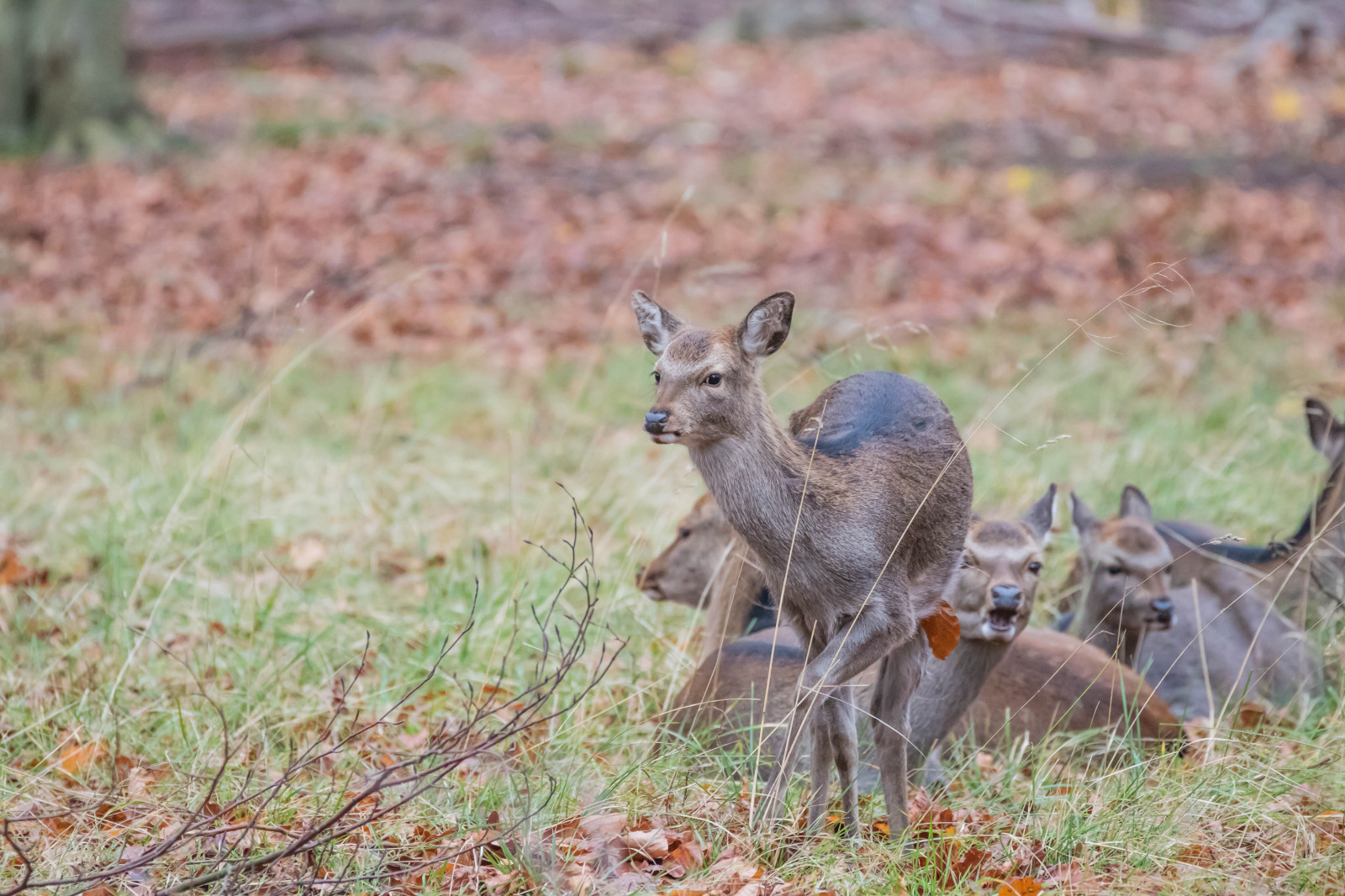 foresta, cervo, parco, natura, Danimarca, coyote, gray Fox, autunno, boschi, Danmark, Skog, Dyrehaven, j gersborg, j gersborgdyrehave, fauna, mammifero, vertebrato, cane come mammifero, kit di volpe, dhole, Cervo dalla coda bianca, sciacallo