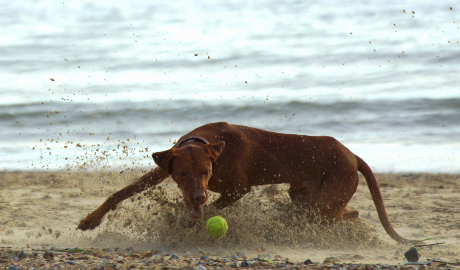 Wallpaper UK, winter, light, sea, dog, Sun, beach, Turn, ball, mouth