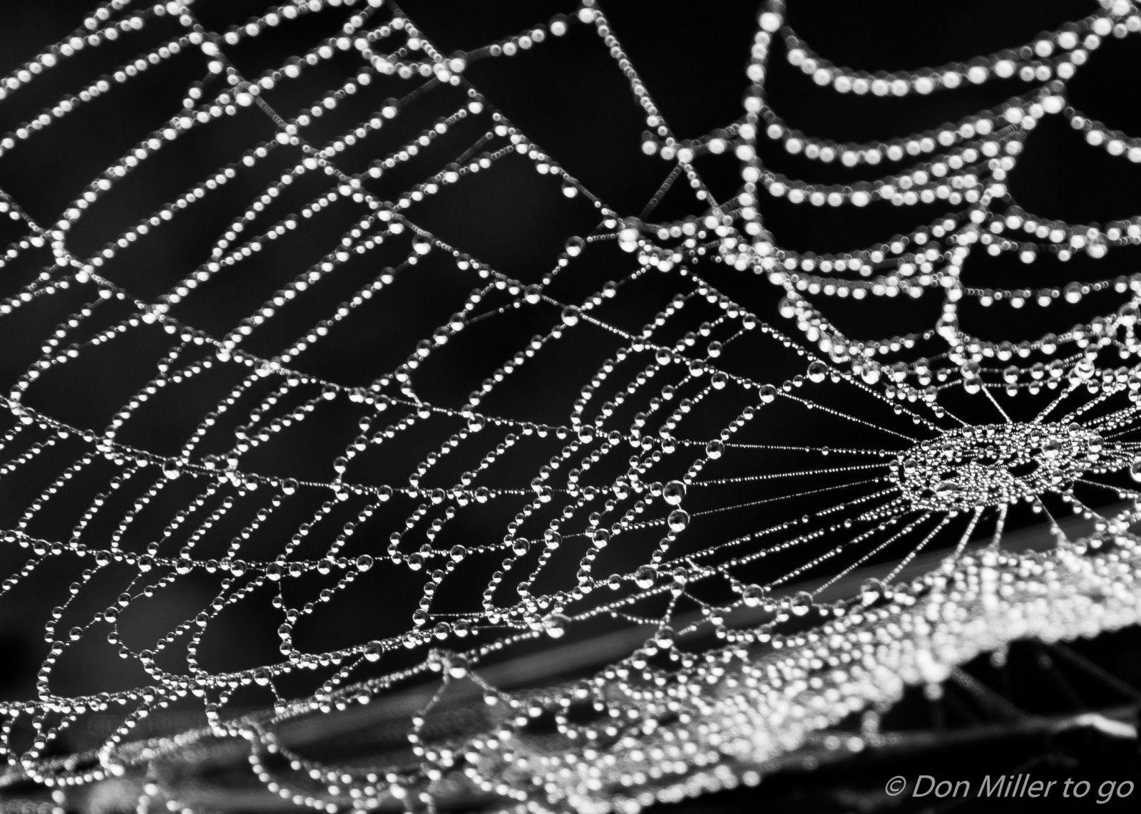 černobílý, venku, pavouk, rosa, Florida, pavoukovec, tělesné, Černá bílá, D810, venicerookery, onawalk, blackandwhitephotography, bwphotography, web, pavoučí síť, materiál, Černý a bílý, monochromatické fotografování, bezobratlý, vlhkost, členovců, pavoučí síť