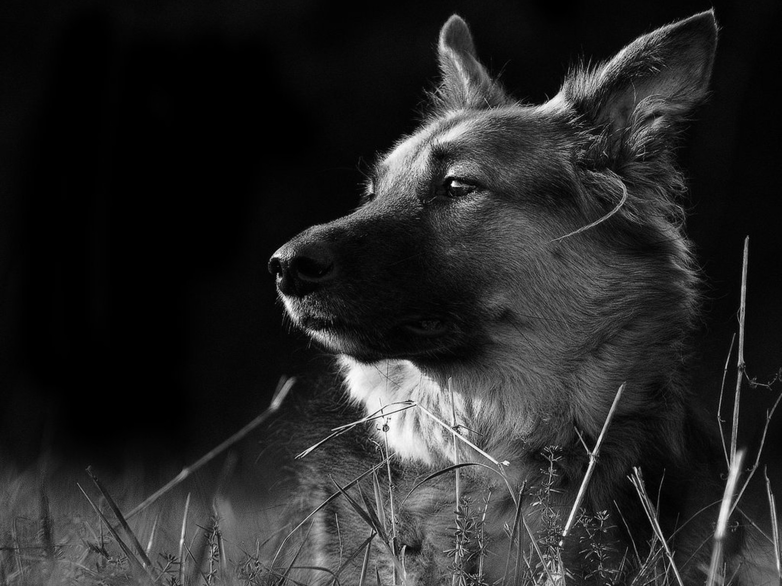 Wallpaper 1600x1200 px, dogs 1600x1200 goodfon 1643563 HD