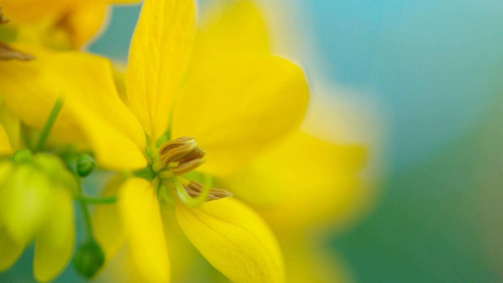 1600x900 px, fiori