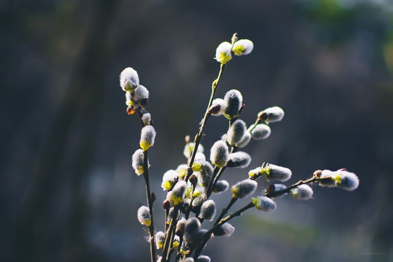 květiny, Příroda, fotografování, větev, zelená, žlutý květiny, Příroda, fotografování, větev, zelená, žlutý