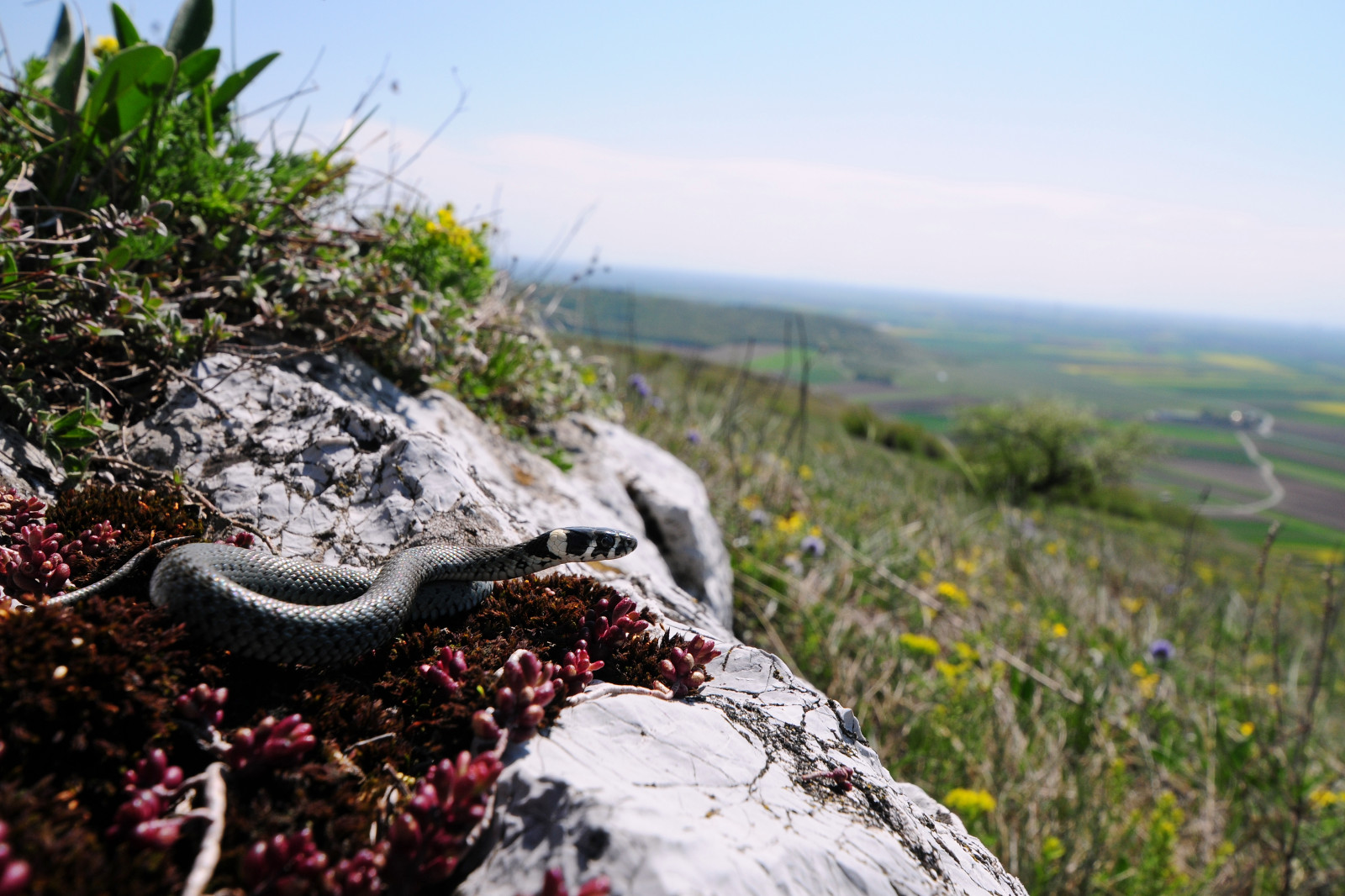 Skála, rostlina, tráva, strom, krajina, hora, nebe, křoviny, plant community, ekoregion, květ