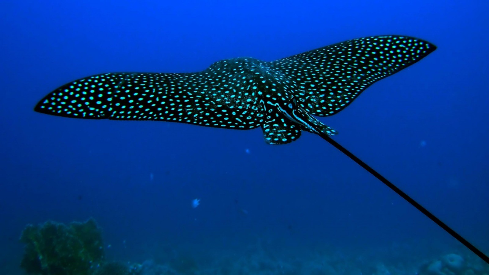 Fondos De Pantalla Pescado Submarino Arrecife De Coral Mantarraya