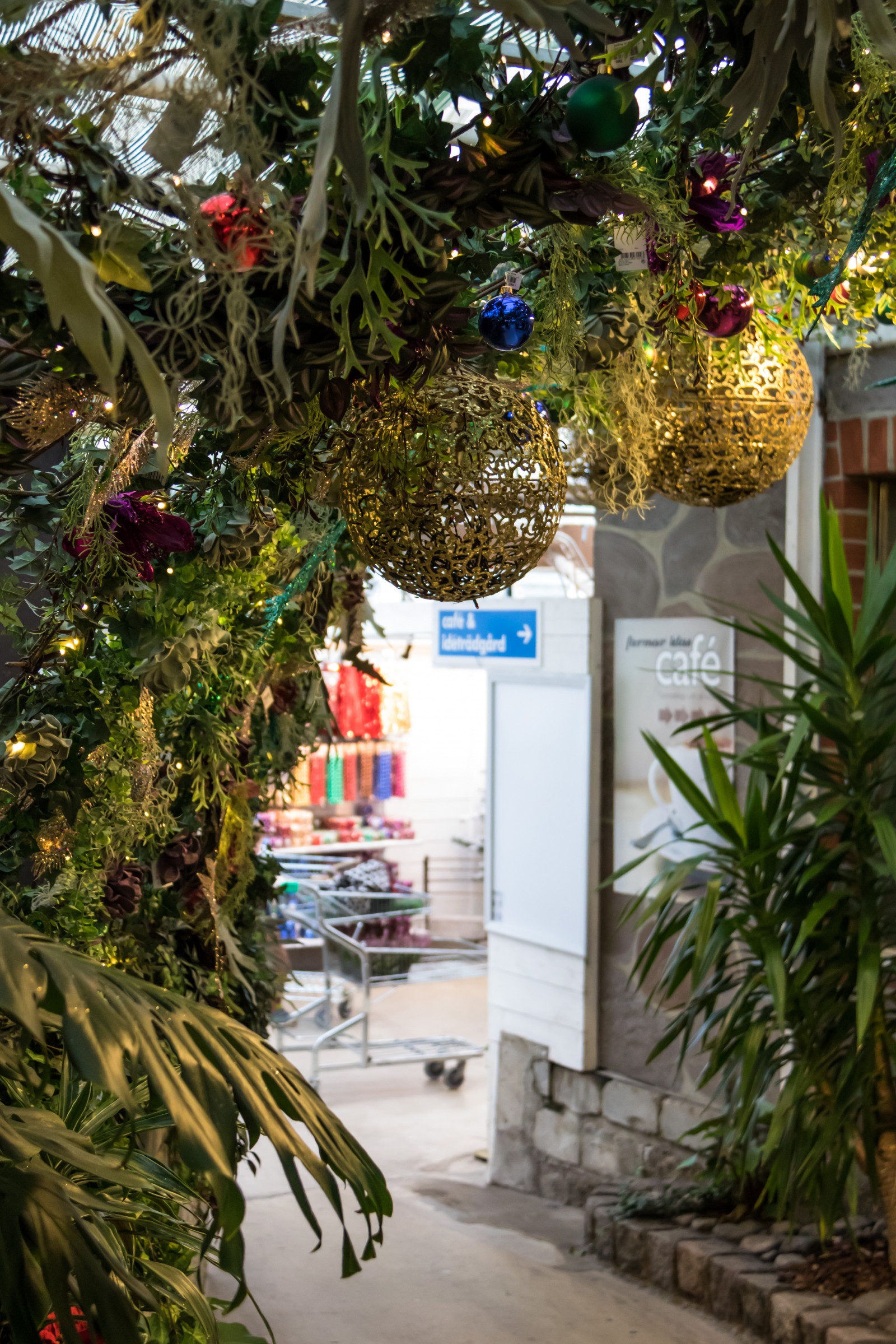 สวน, ต้นคริสต์มาส, รีสอร์ท, คริสต์มาส, ตกแต่ง, ต้นไม้, ดอกไม้, คริสต์มาส, ต้นคริสต์มาส, julgran, จูล, exif model canoneos760d, ประเทศธรณีวิทยา, กล้องทำให้ Canon, geocity, กล้องรุ่น canoneos760d, geostate, ตำแหน่งทางภูมิศาสตร์, เลนส์ Exifs efs18200mmf3556is, exif ทำให้ canon, exif isospeed 1600, รูรับแสง exif 40, ความยาวโฟกัส Exif 35 มม, vellinge, vellingeblomman, dekorationer, ornamnets, julgranspynt, ลาน