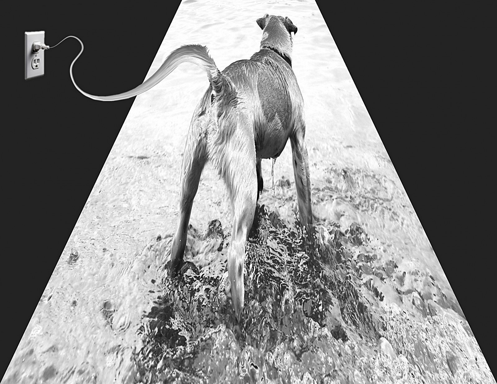 Pes, jezero, pobřeží, malý, houževnatý, voda, bdělý, zaměřena, energický, perspektivní, Účel, mokrý, Zap, zástrčka, zásuvka, drát, elektřina, šokovat, skandální