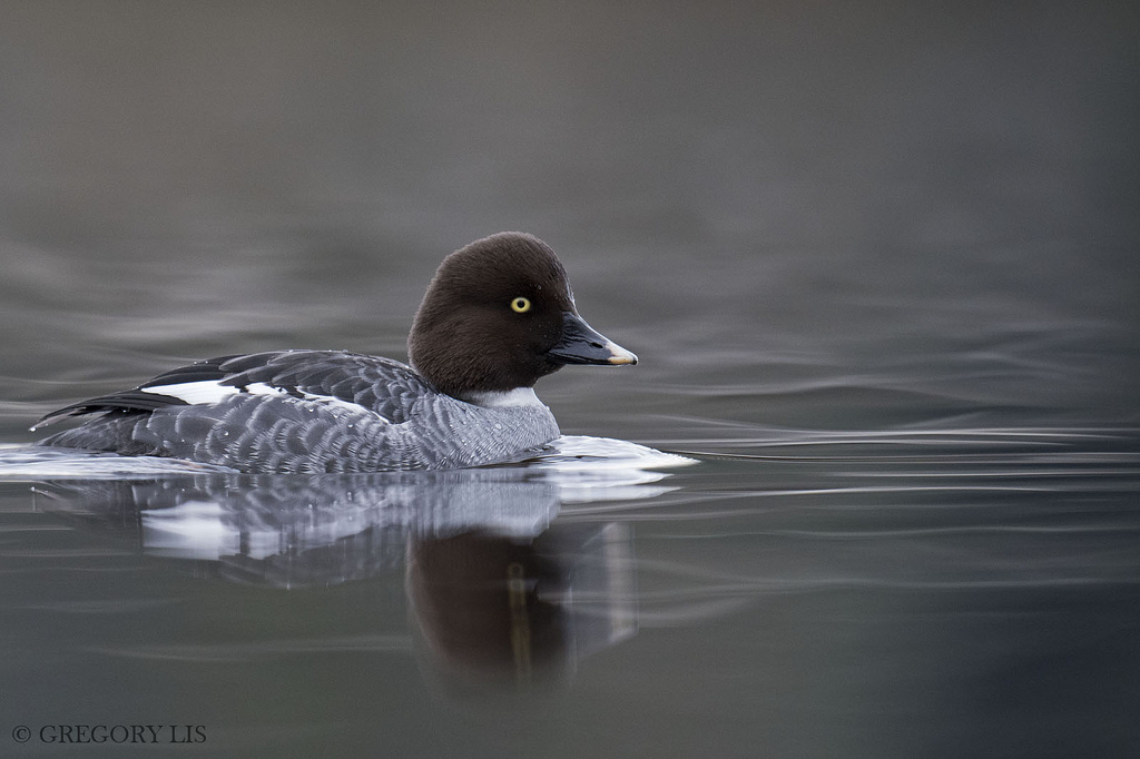 Commongoldeneye, Bucephalaclangula, Vancouver, Stanley Park, Britská Kolumbie, Gorylis, Gregorylis, nikond810, kachna, Zlaté oko, mimo