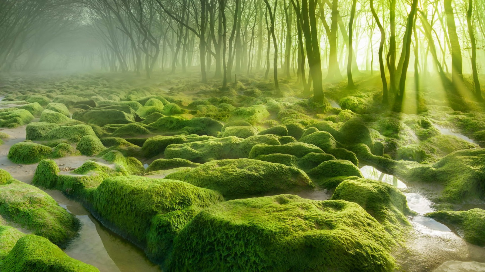 Fondos de pantalla : luz de sol, Árboles, paisaje, bosque, agua