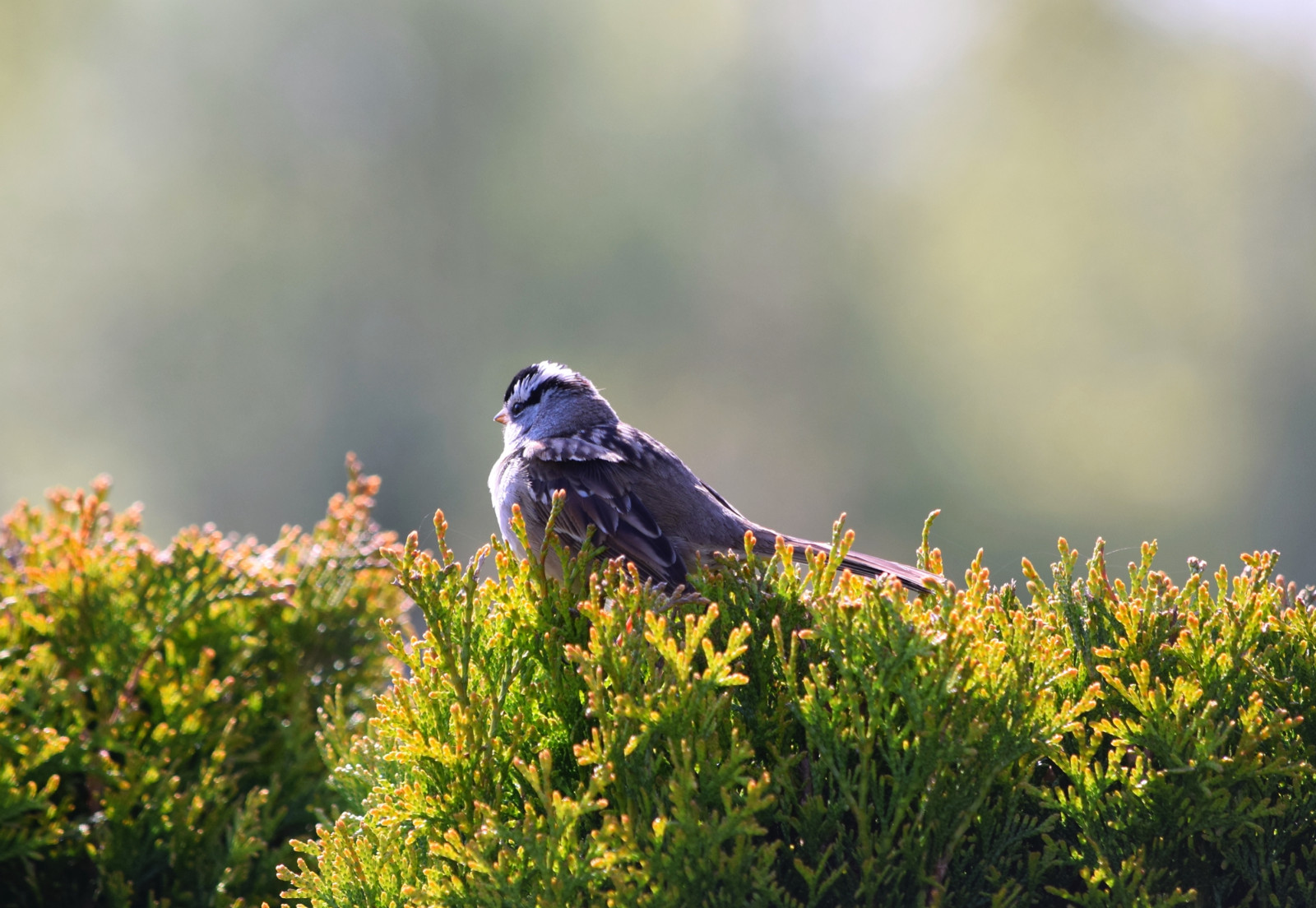 Wallpaper park, bird, nature, closeup, garden, wings, Nikon, zoom