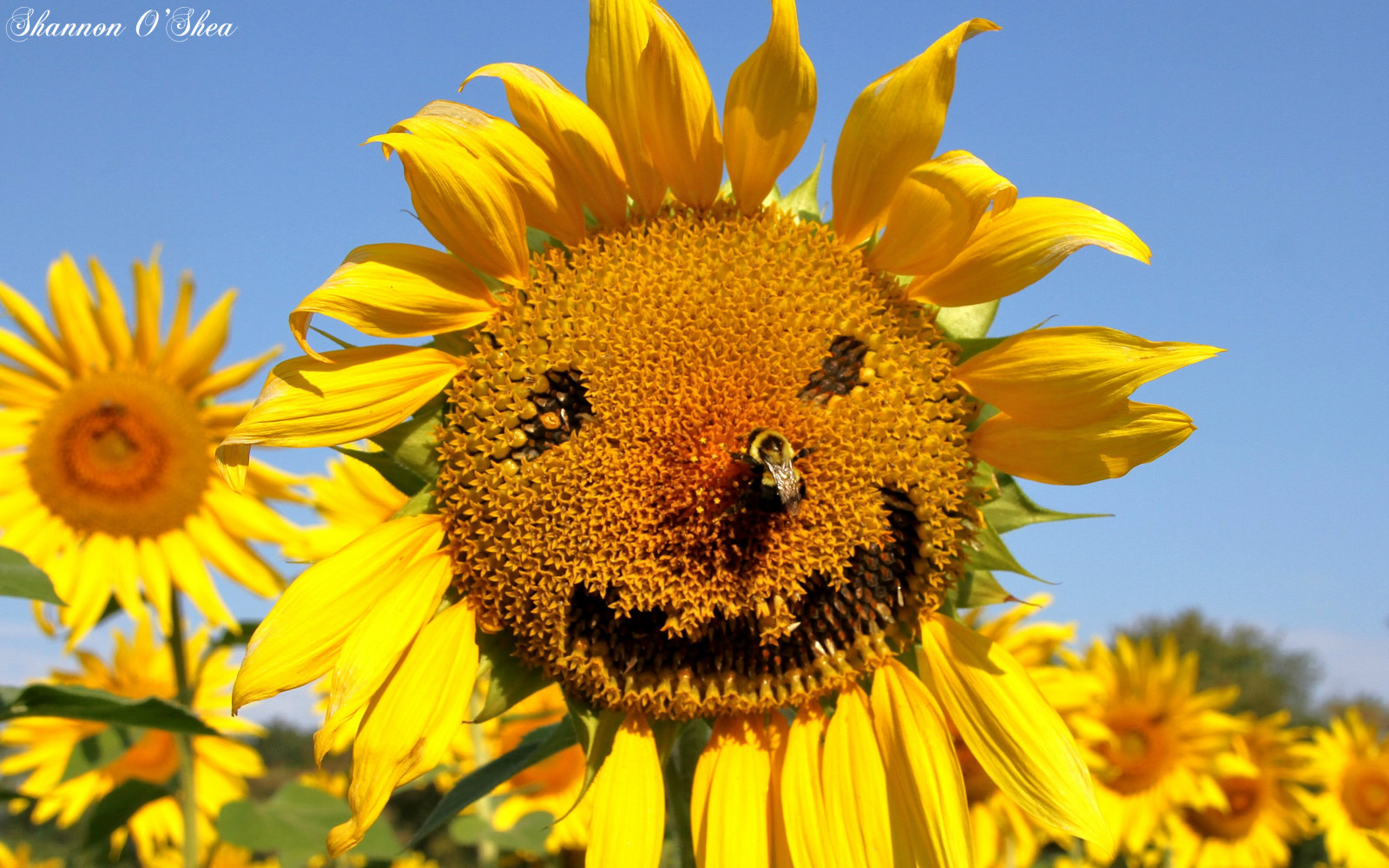 květiny, nebe, oranžový, květ, Příroda, usměj se, žlutý, šťastný, Maryland, modrá obloha, Včela, slunečnice, smajlíky, Jarrettsville, Dontworrybeehappy, canoneos7d, Clearmeadowfarm, shannonroseoshea