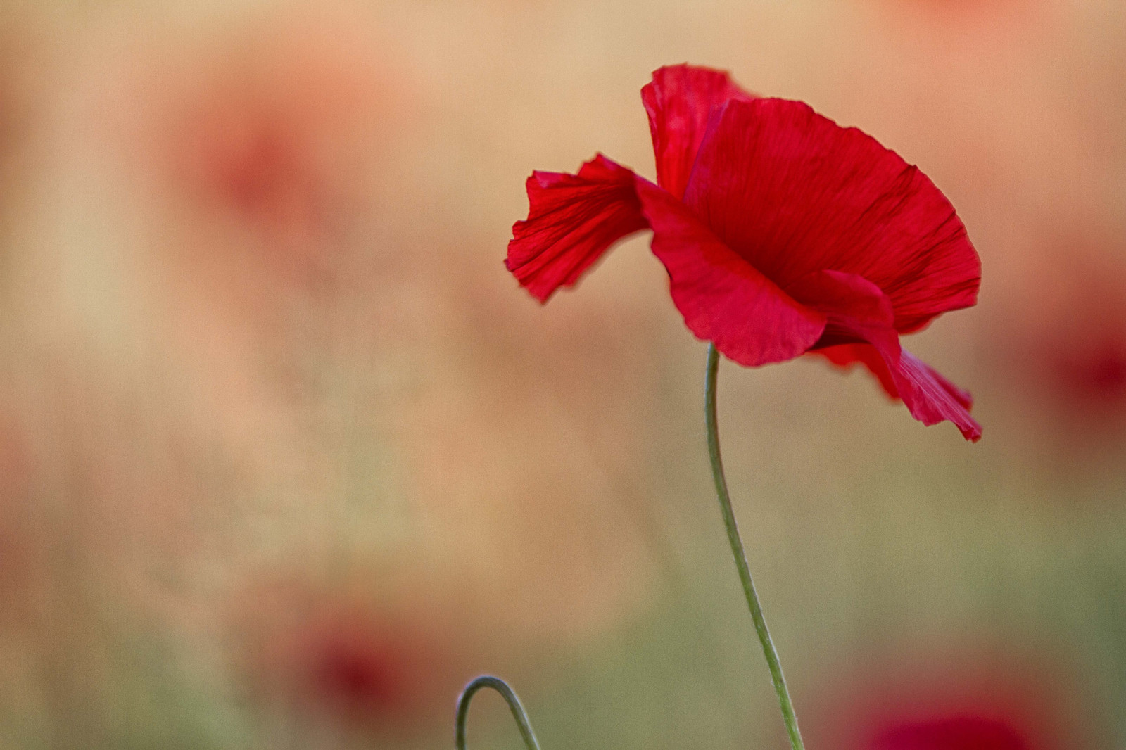blomster, rød, fotografering, makro, blomst, lyserød, valmuer, Milano, blad, blomst, plante, valmue, flora, kronblad, rosso, antonio, mat56, Romei, fiori, Campagna, Lombardia, Pianura, Padana, Papaveri, coquelicot, jord plante, blomstrende plante, tæt på, makrofotografering, stængelplante, sancolombanoallambro, sfocato