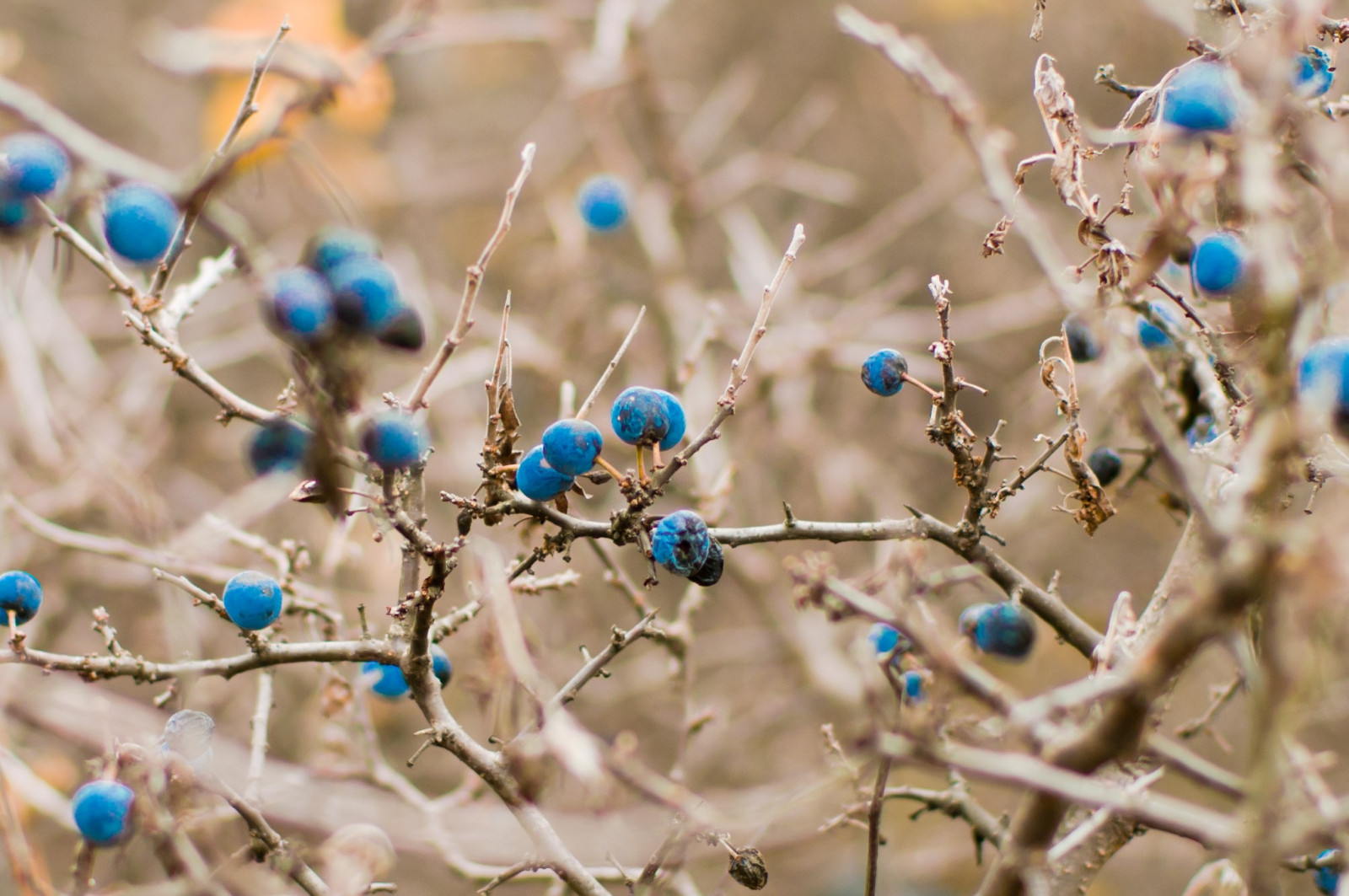 Profundidade de campo, natureza, Plantas, inverno, fotografia, Macro, ramo, azul, geada, Flor, Bagas, Primavera, Galhos, árvore, outono, folha, flor, plantar, estação, flora, galho, produzir, botânica, fechar-se, Macro fotografia