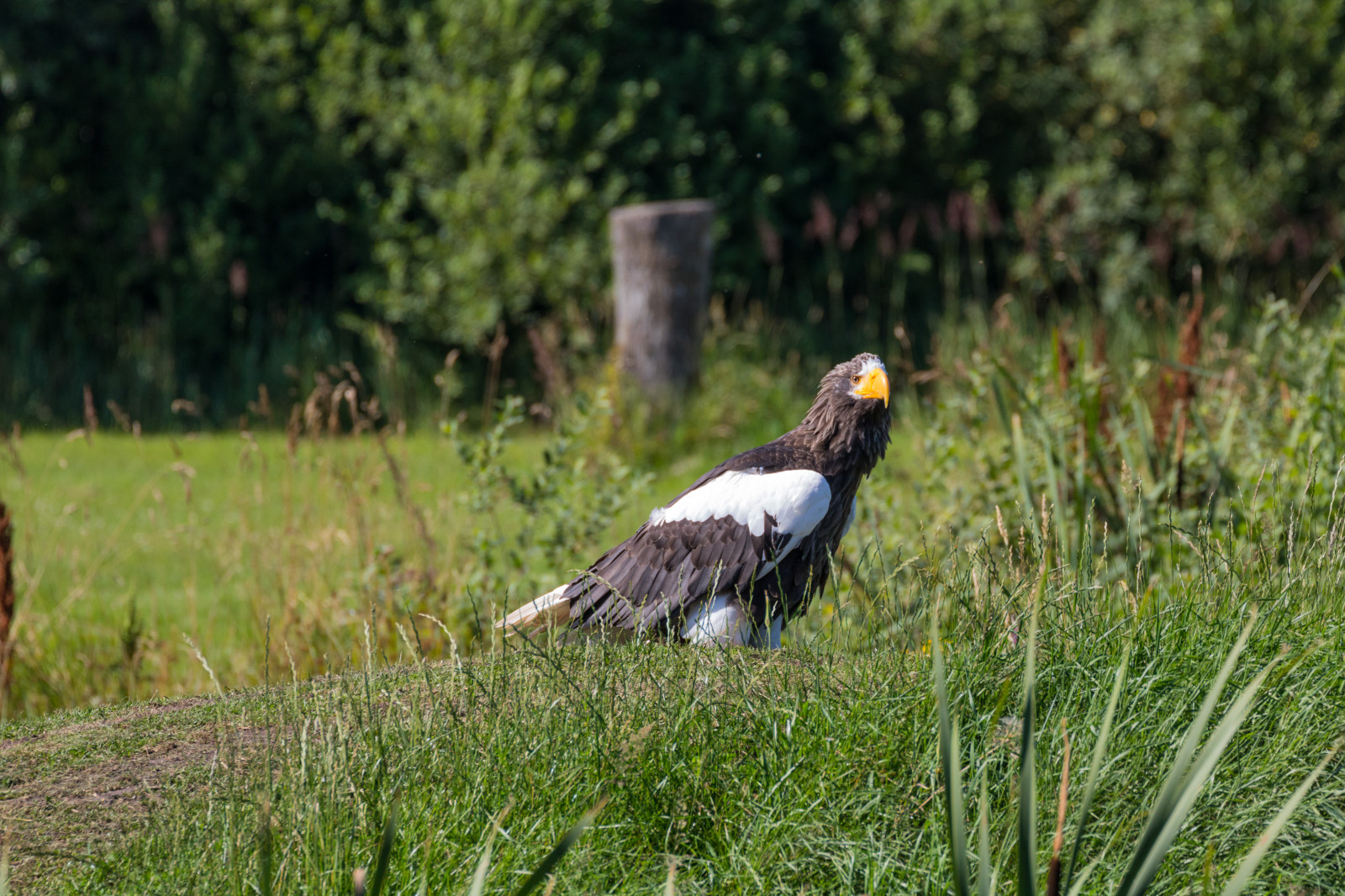 Volně žijících živočichů, dravý pták, orel, Dánsko, Orel bělohlavý, pták, birdofprey, Danmark, f gel, exif modelu canoneos760d, geocountry, Kamera aby kánon, geocity, Model fotoaparátu canoneos760d, geostate, geolocation, exif aby kánon, EXIF otvor 71, exif isospeed 160, EXIF ef70300mmf456lisusm čočka, exif focallength 300mm, Skagen, rovf gel, eagleworld, rnreservatet, haliaeetuspelagicus, stellersseaeagle, j ttehavs rn, fauna, obratlovců, sup